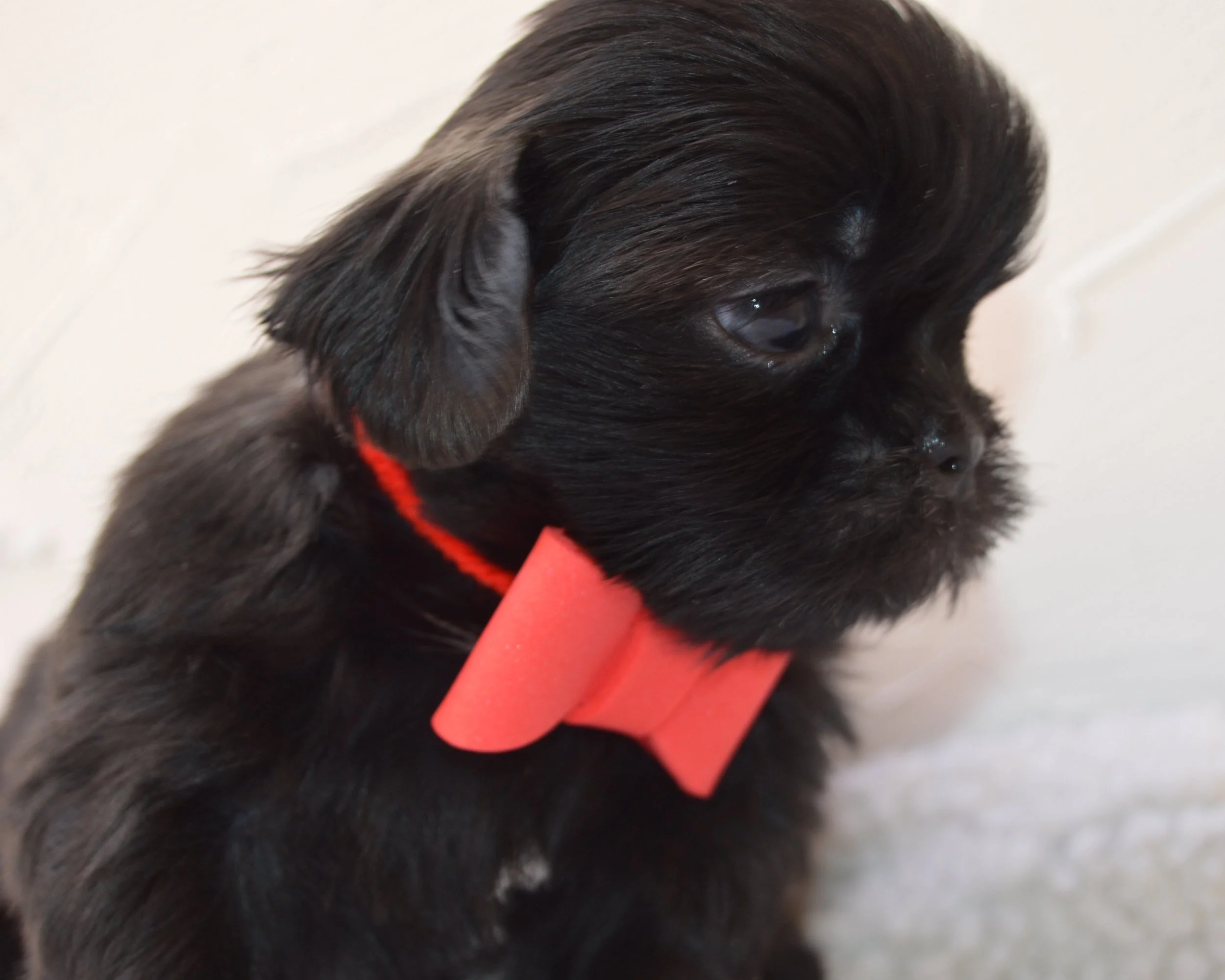 Close-up of a black puppy with brown accents, wearing a red collar, looking to the side.