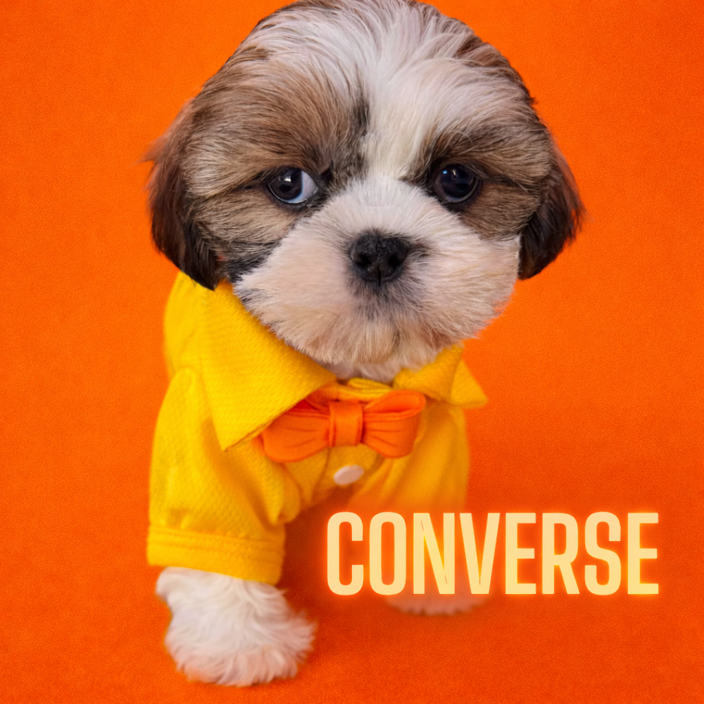 Cute puppy dressed in a yellow shirt with an orange bow tie, standing against an orange background, with the word 'CONVERSE' written at the bottom.