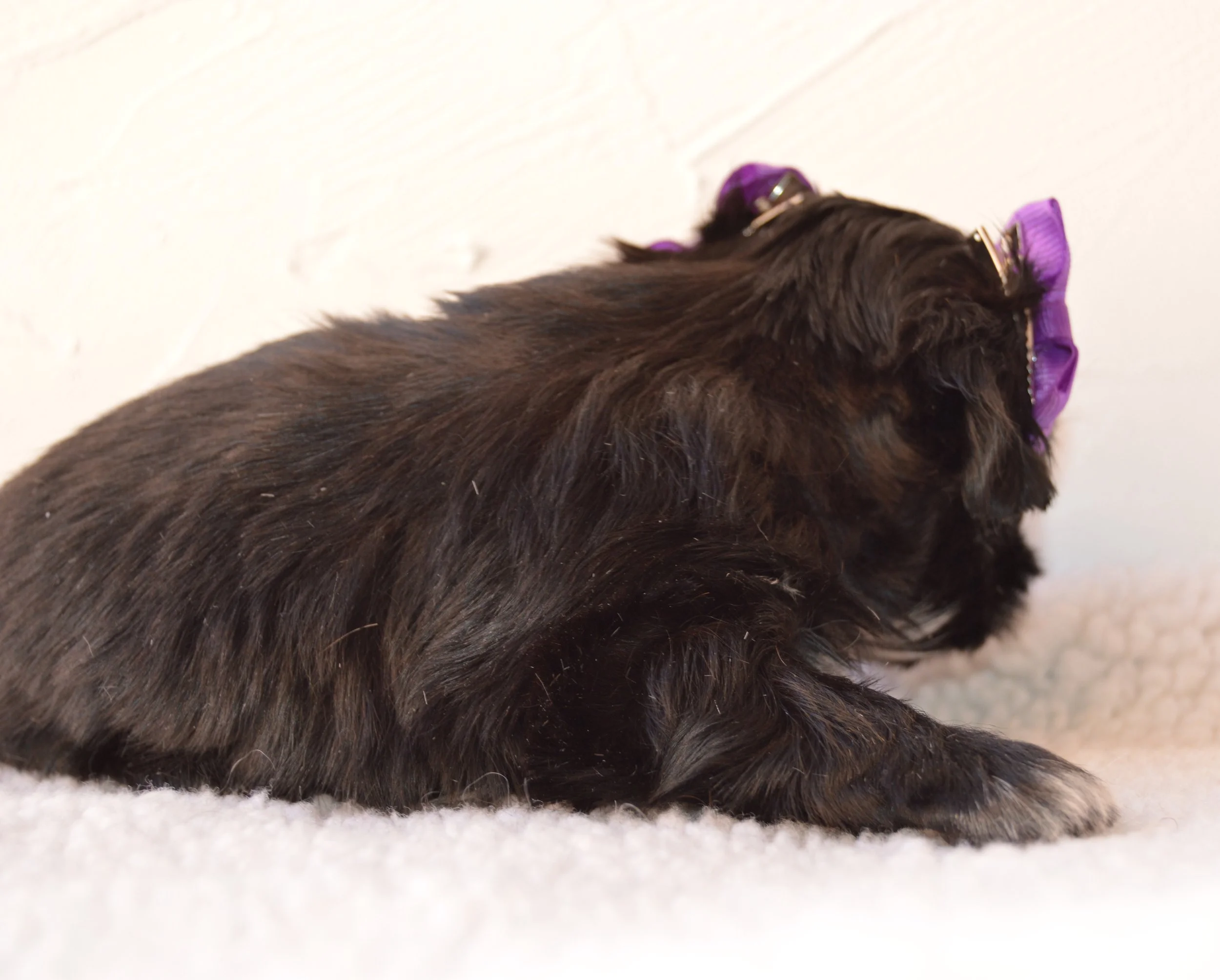 The image shows the back of a black puppy with brown markings, sitting on a white surface with a plain white background.