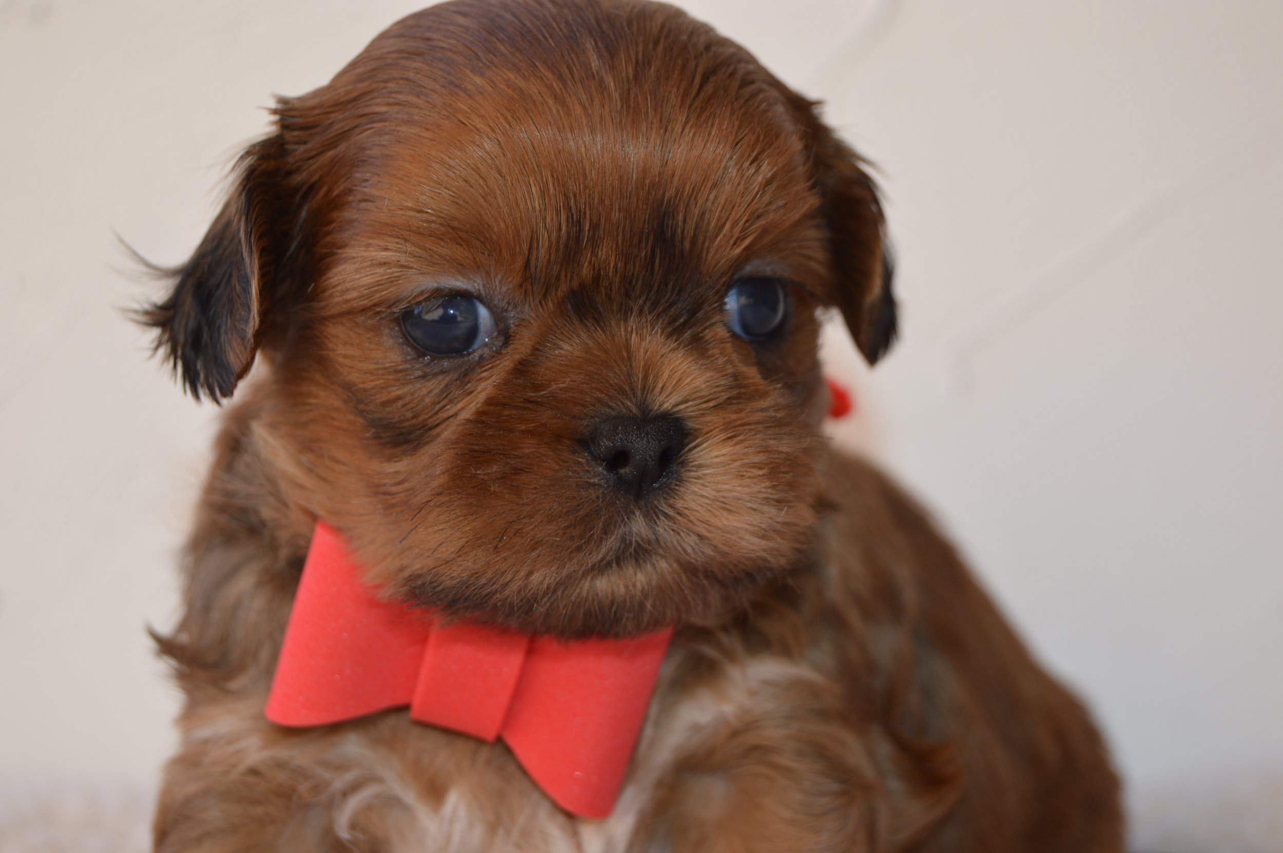 Close-up of a brown puppy with blue eyes wearing a red ribbon.