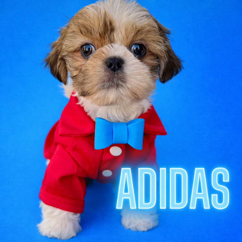 Cute puppy dressed in a red jacket and blue bow tie against a blue background with the word "ADIDAS" glowing in the lower right corner.