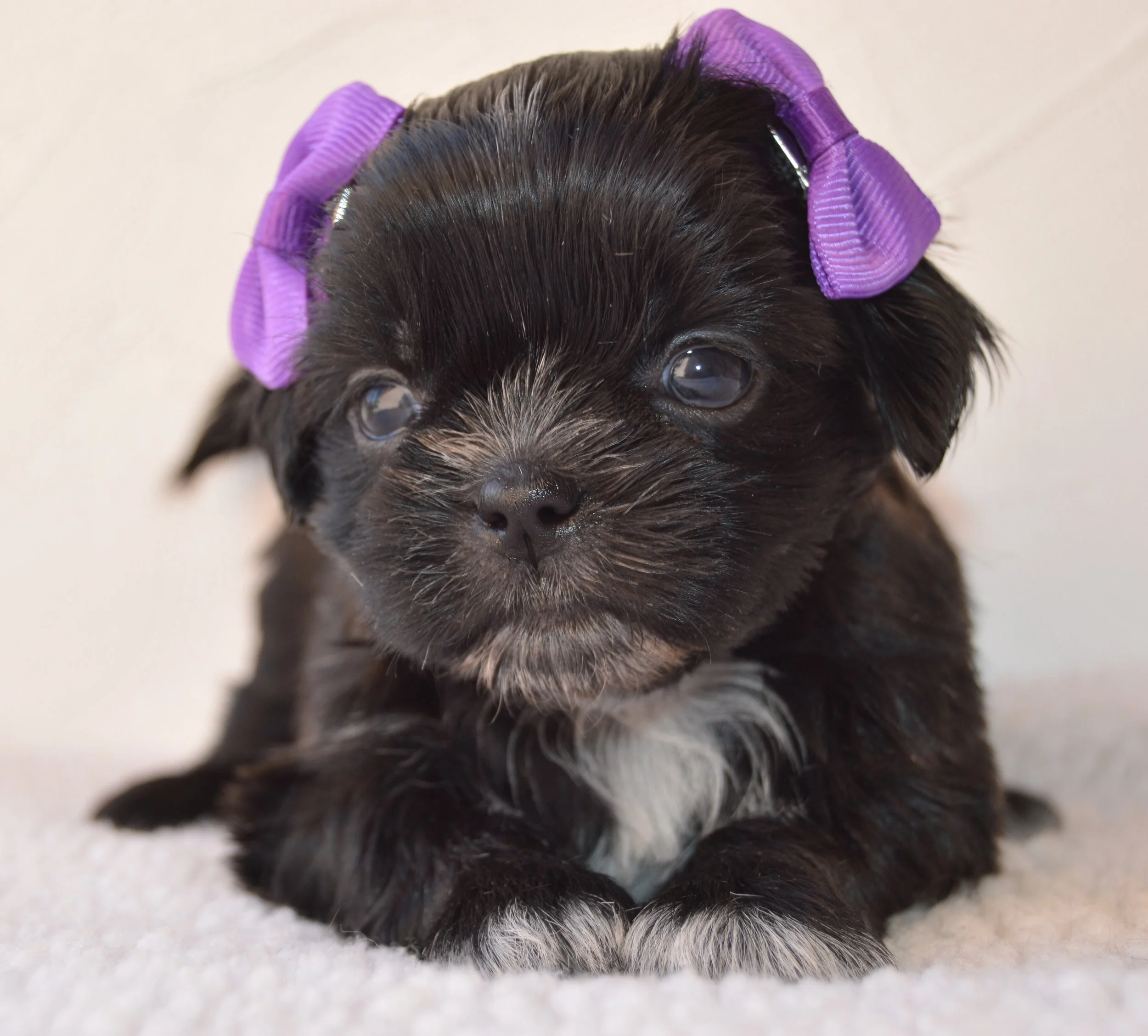 Close-up of a black puppy with a purple hair roller on its head, lying on a white surface.