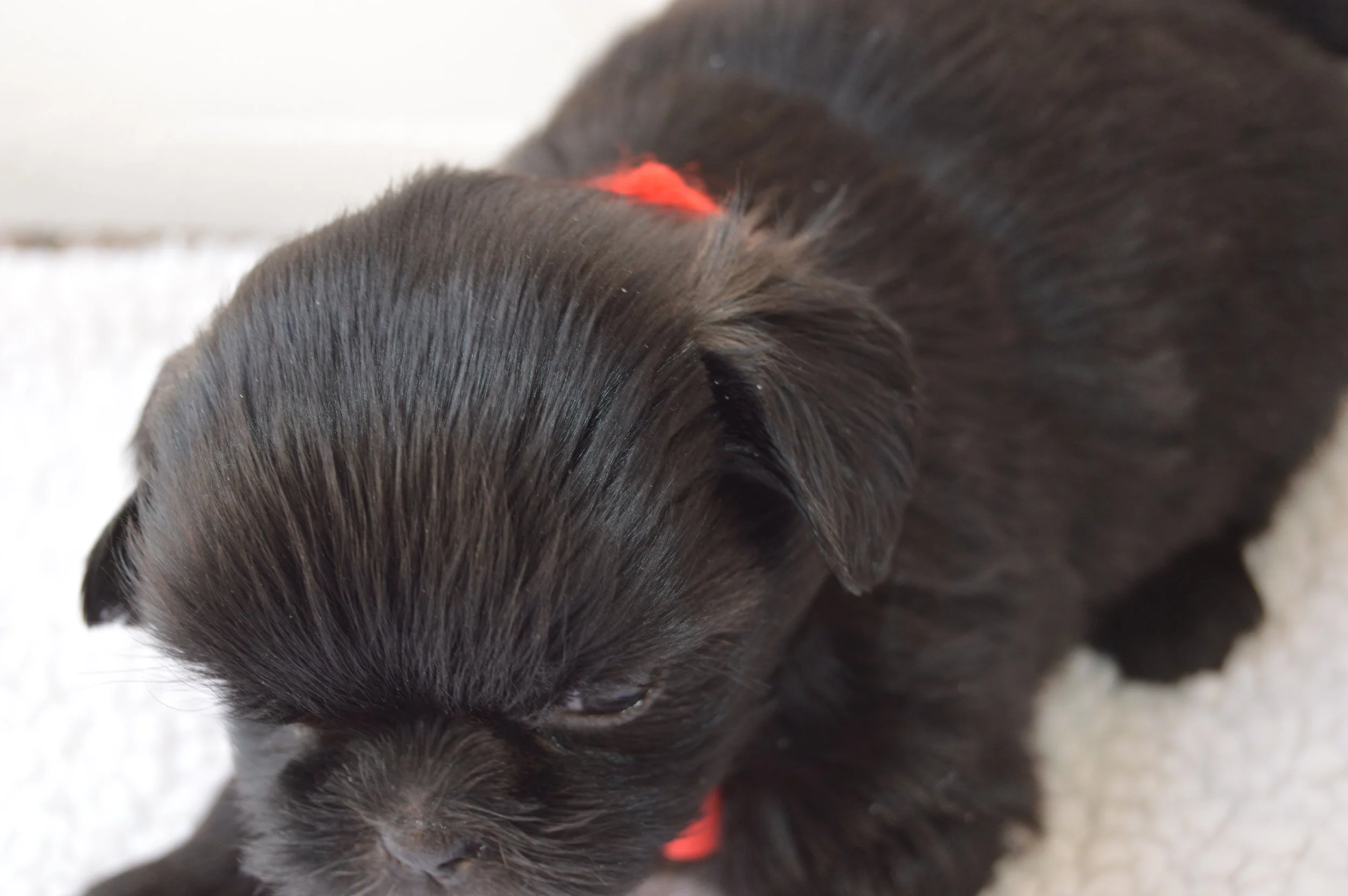 Close-up of a black puppy's head with a red collar.