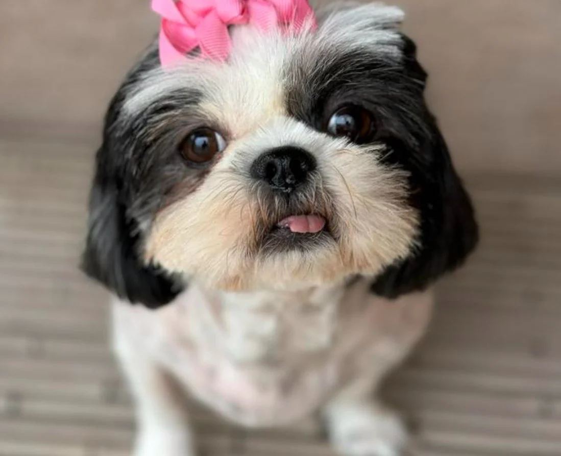 Close-up of a small dog with black and white fur, pink bow on head, sticking out tongue slightly, looking up.