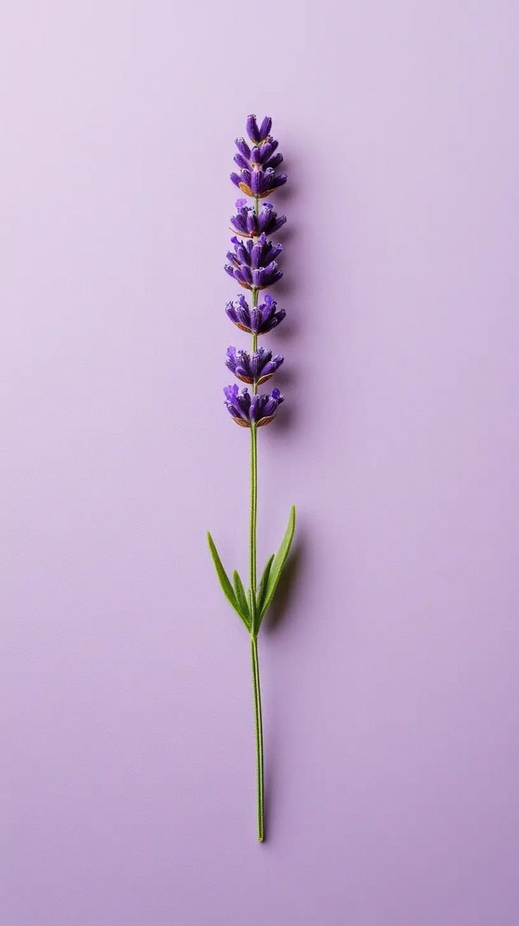 A single sprig of lavender flowers with purple blooms and green leaves against a light lavender background.