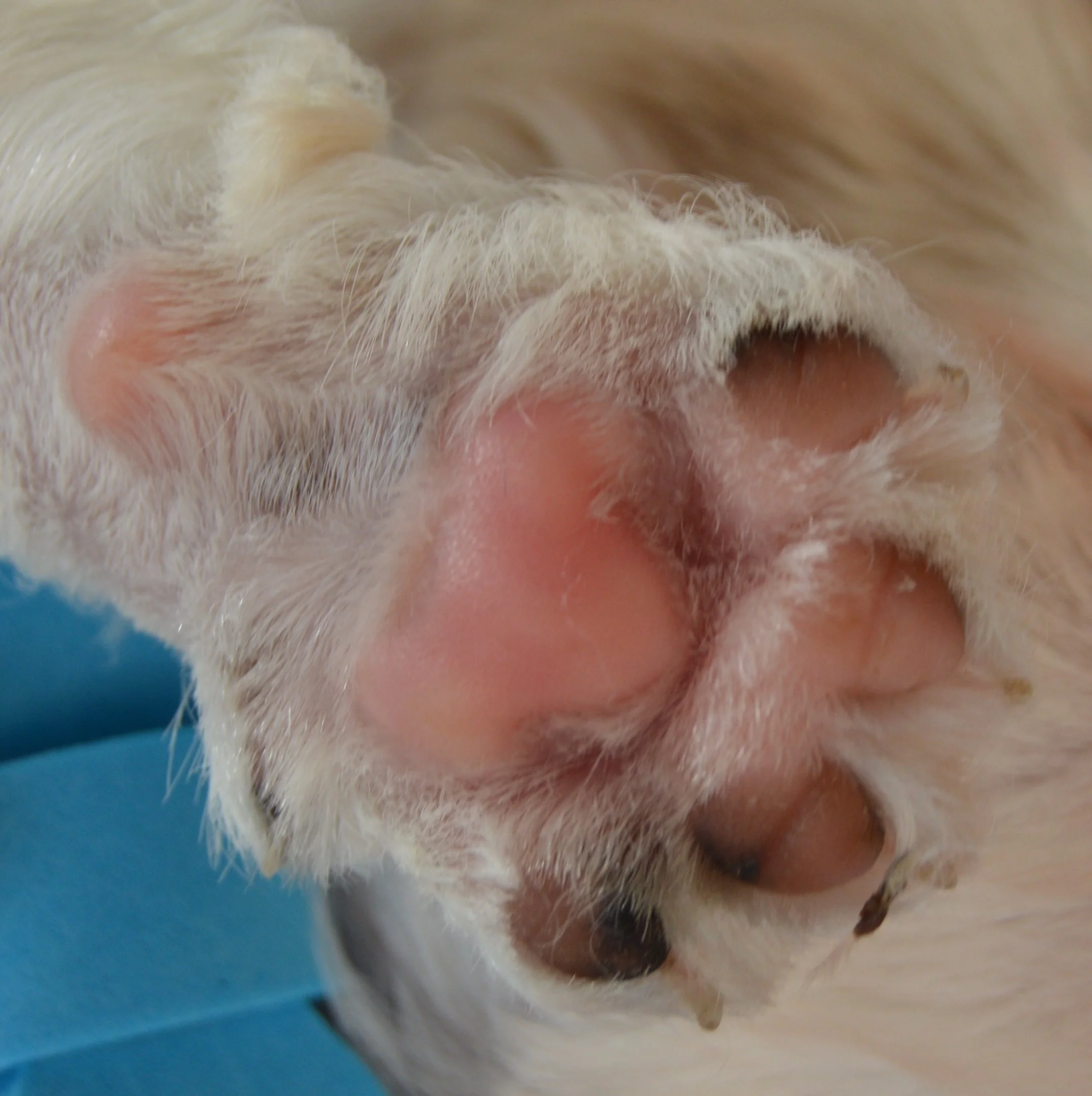Close-up of a cat's nose and whiskers.