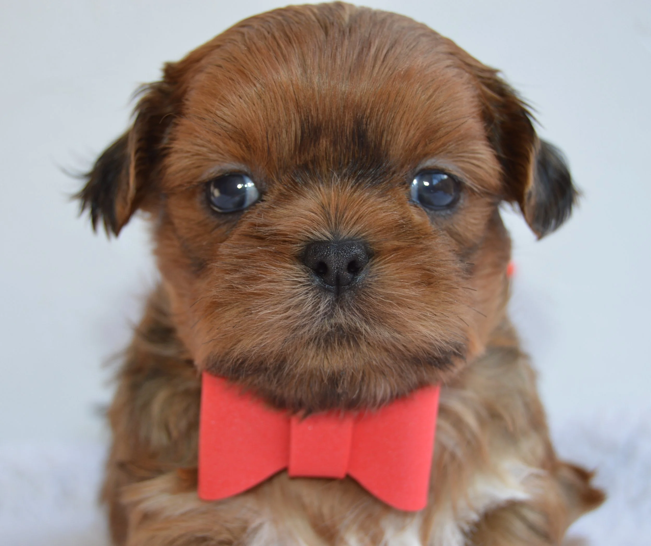 Close-up of a brown puppy with a pink tongue sticking out, looking into the camera against a white background.