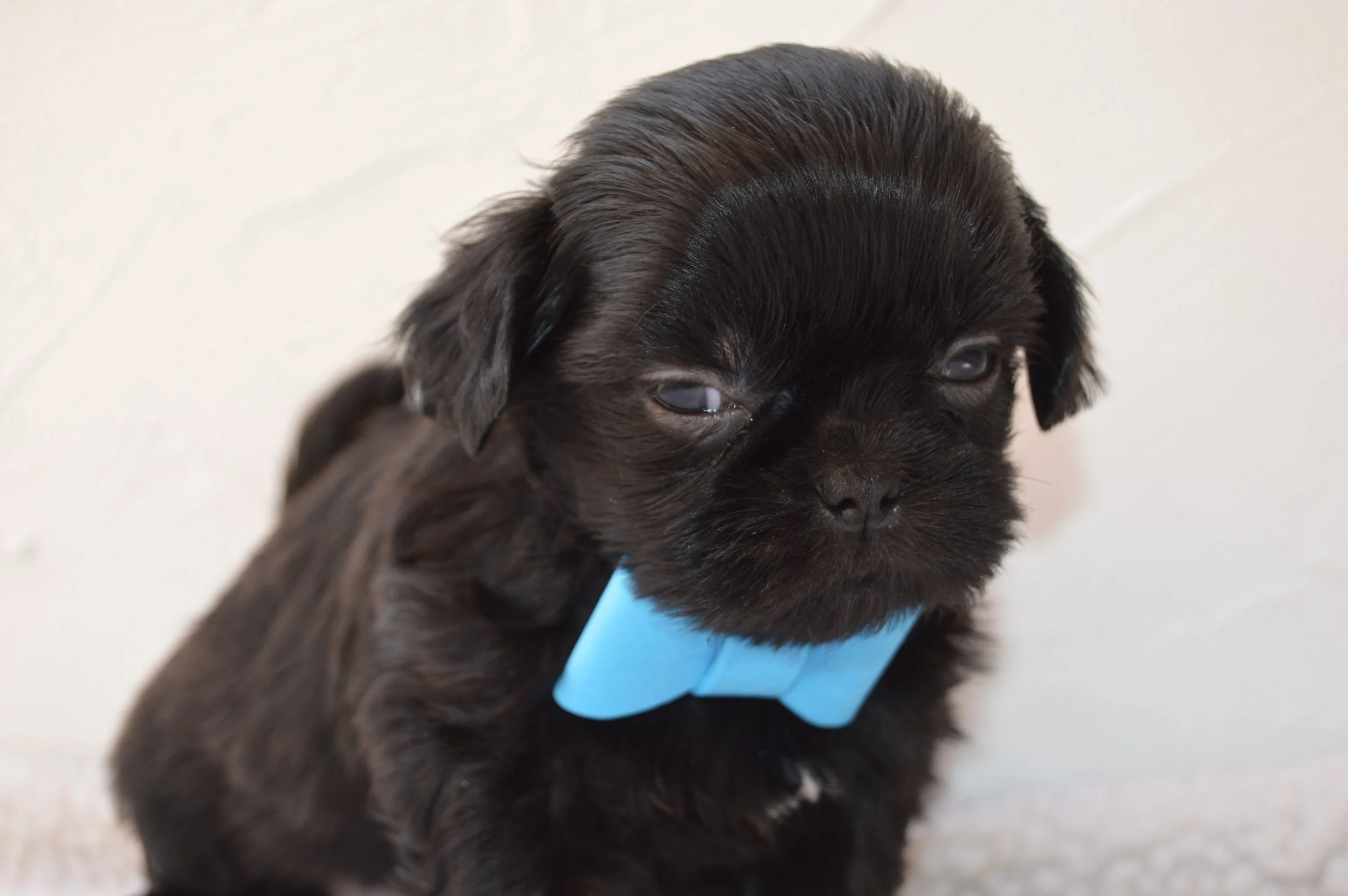 Close-up of a black puppy with a blue collar, small size, soft fur, and blue eyes, against a white background.