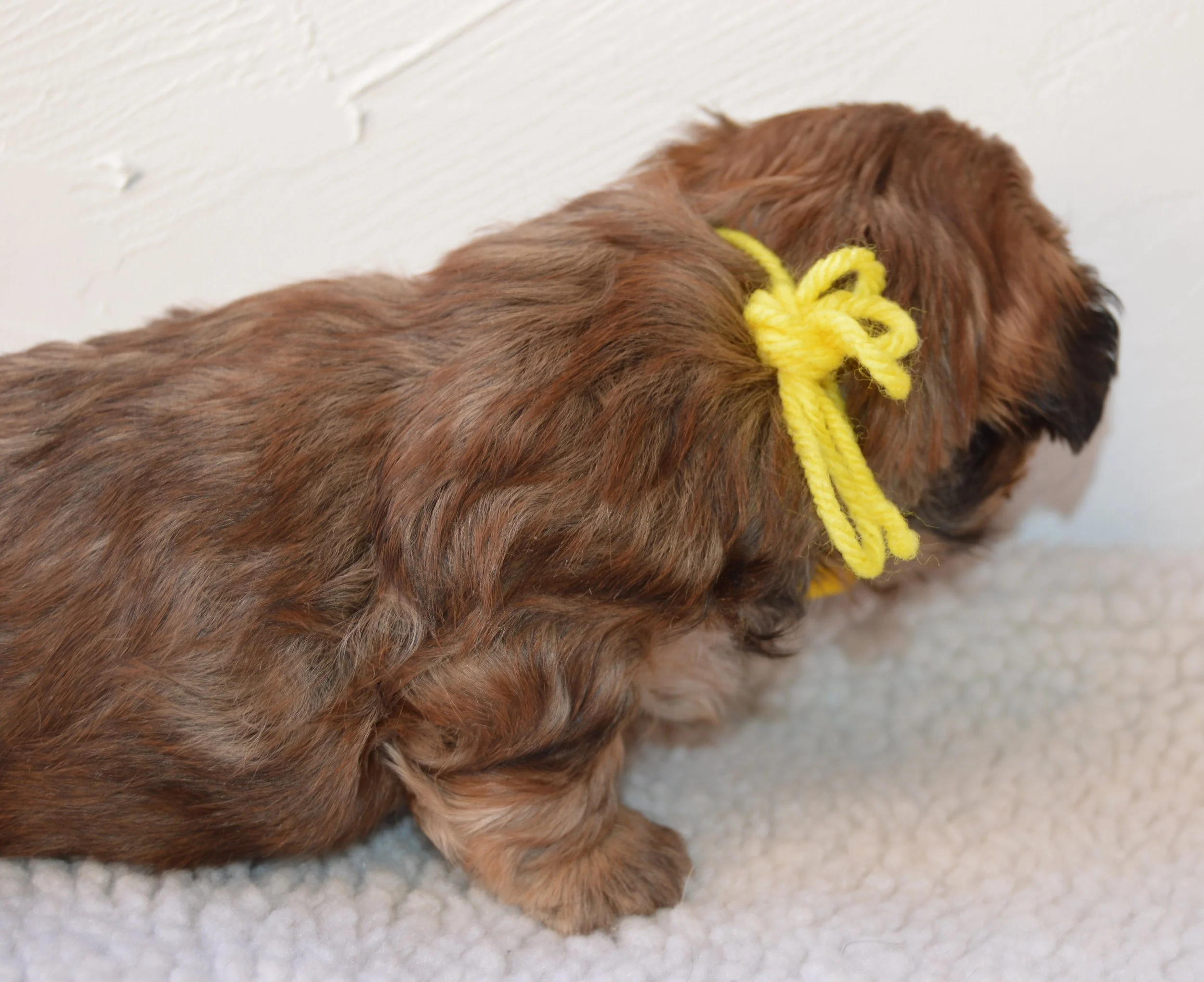 Close-up of a brown puppy with a yellow bow on its neck, sitting on a light-colored floor near a white wall.