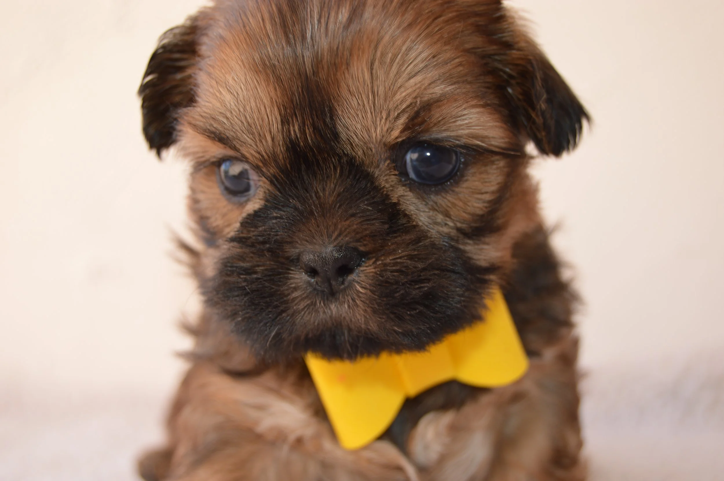 Close-up photo of a adorable brown and black puppy with blue eyes, wearing a yellow collar.