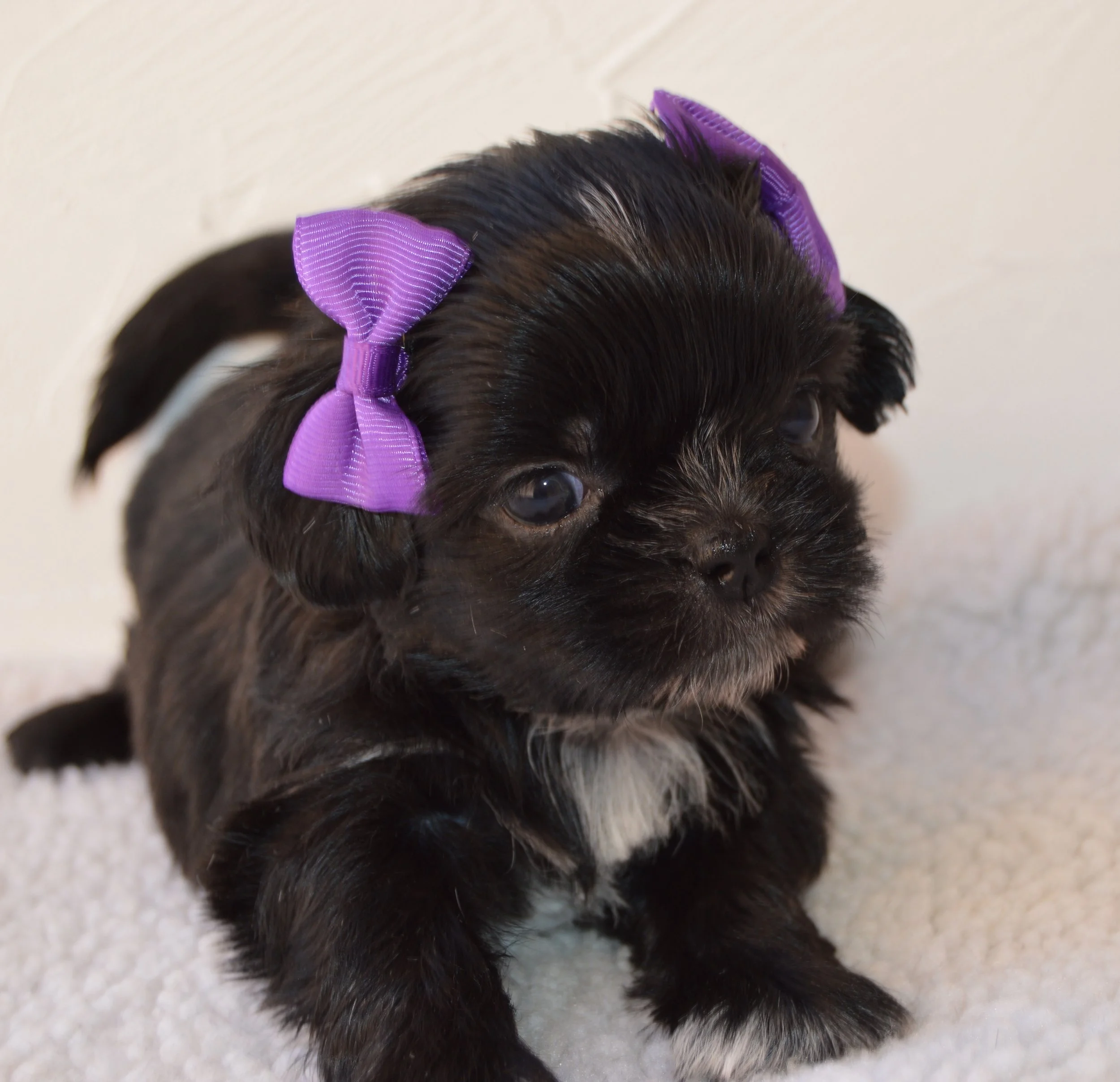 Close-up of a small black puppy with a purple bow in its hair on a light-colored surface.