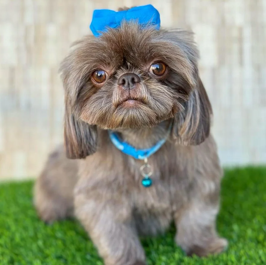 Cute small dog with brown fur, wearing a blue bow and collar, sitting on green grass near a wooden fence.