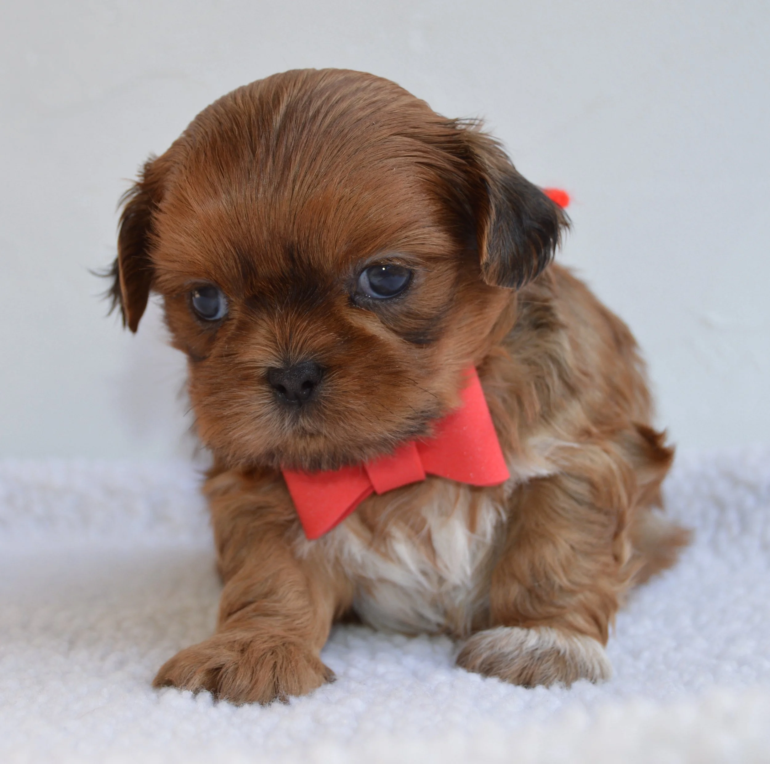 A close-up of a small puppy with brown fur and blue eyes, wearing a red collar, standing on a white surface.