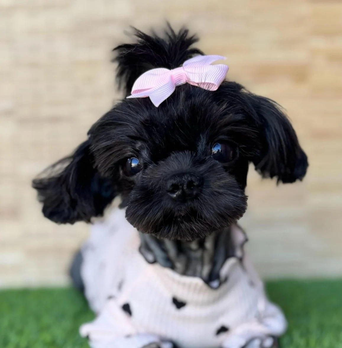 A small black puppy with a pink bow on its head, wearing a light-colored sweater with black spots, looking directly at the camera.