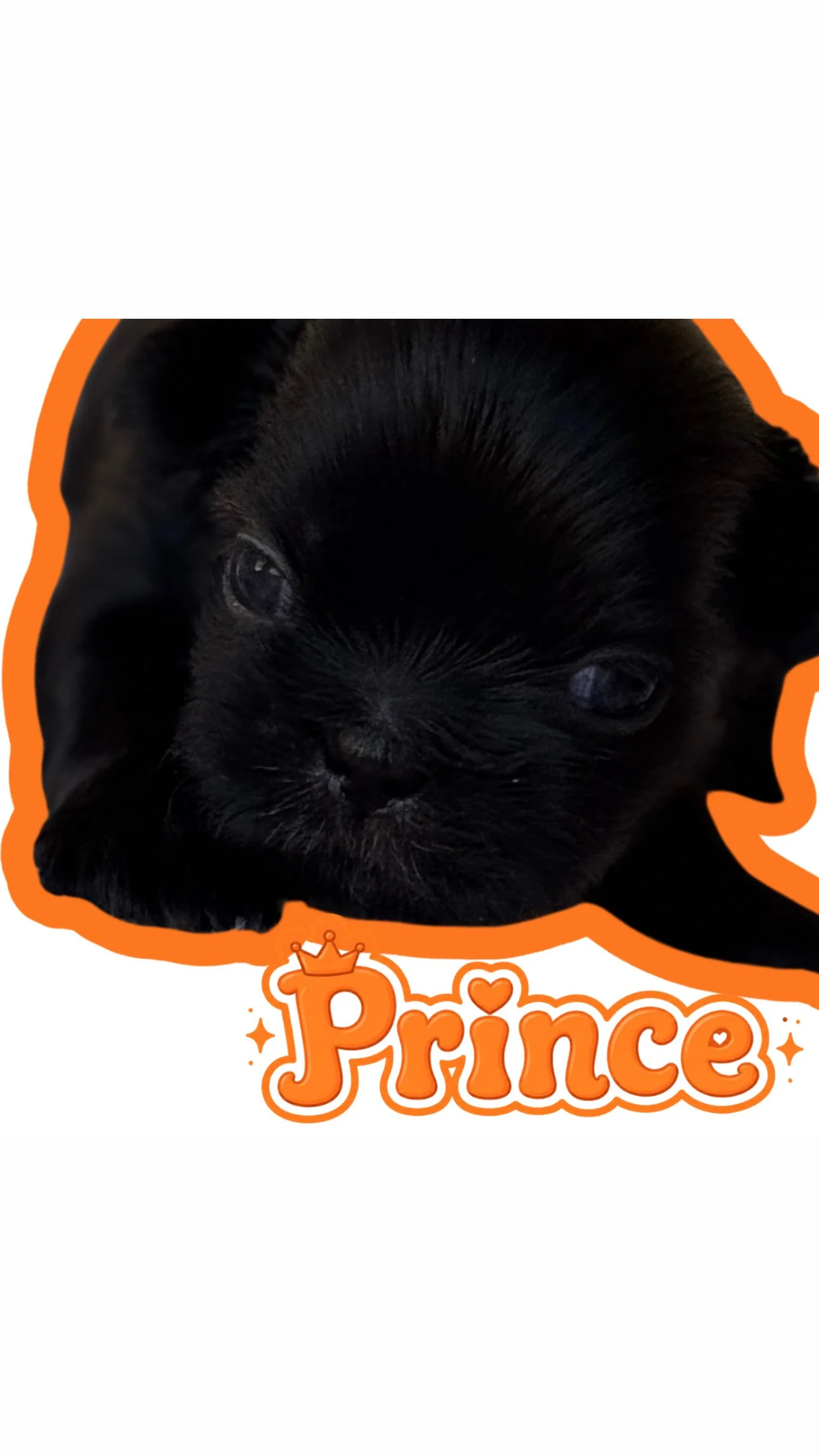 A black puppy with shiny fur lying down, superimposed over an orange and white background with the word "Prince" in orange, decorated with a crown and hearts, indicating it is a cute puppy.