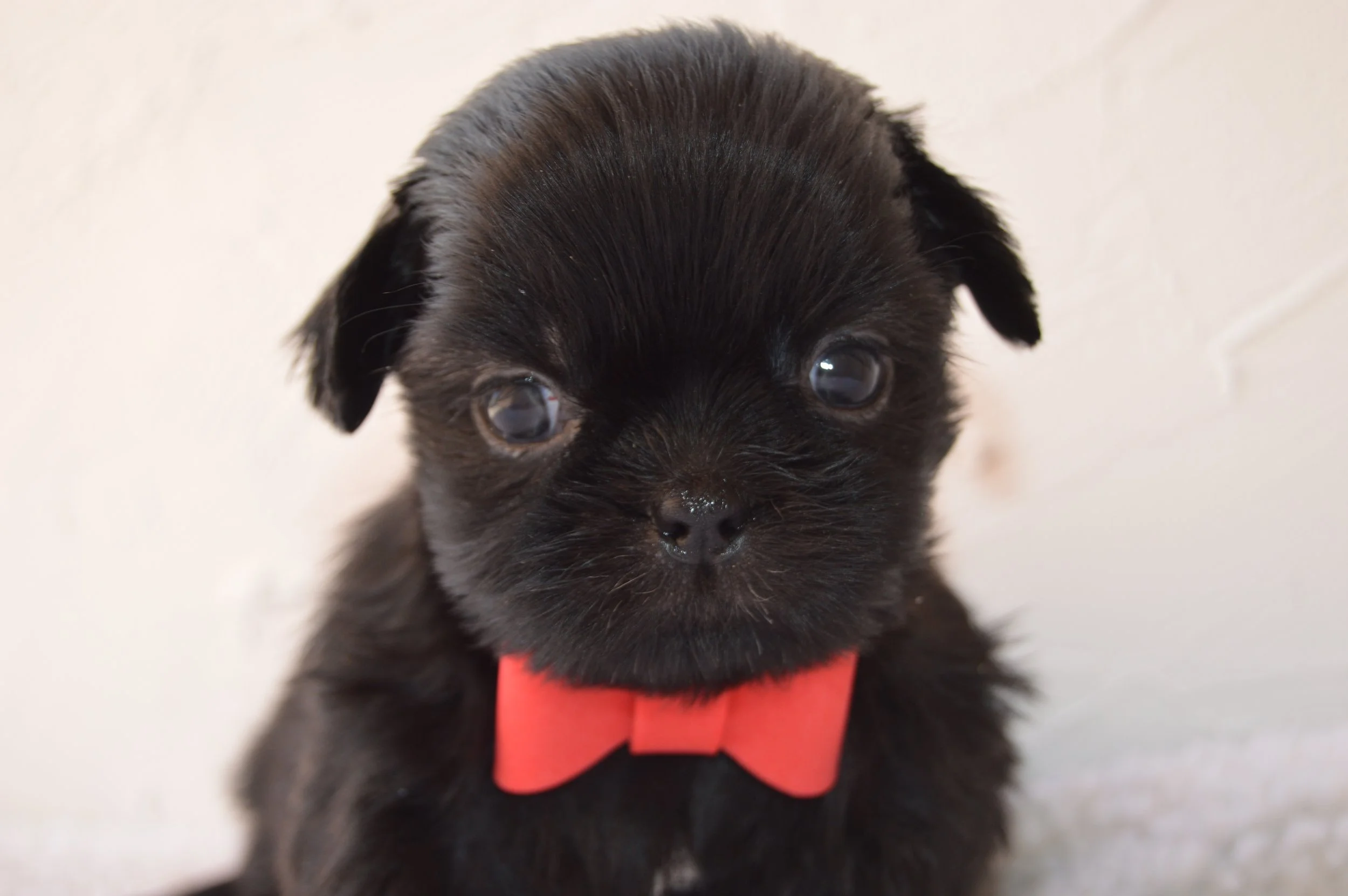 Close-up of a black puppy with a red bowtie, looking directly at the camera, against a plain light-colored background.