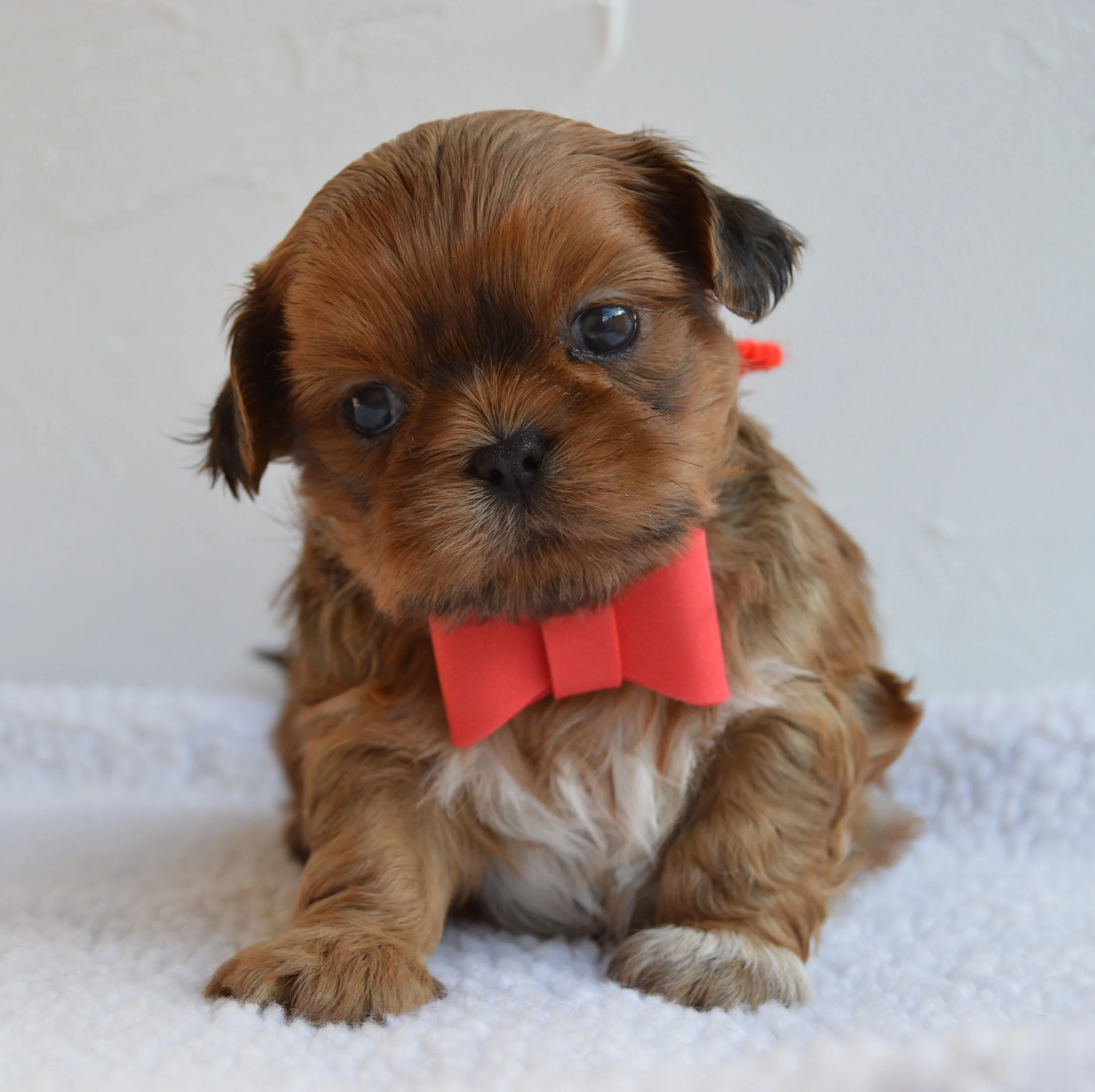 Close-up of a small puppy with brown fur and black eyes, sitting on a white textured surface, wearing a red collar.