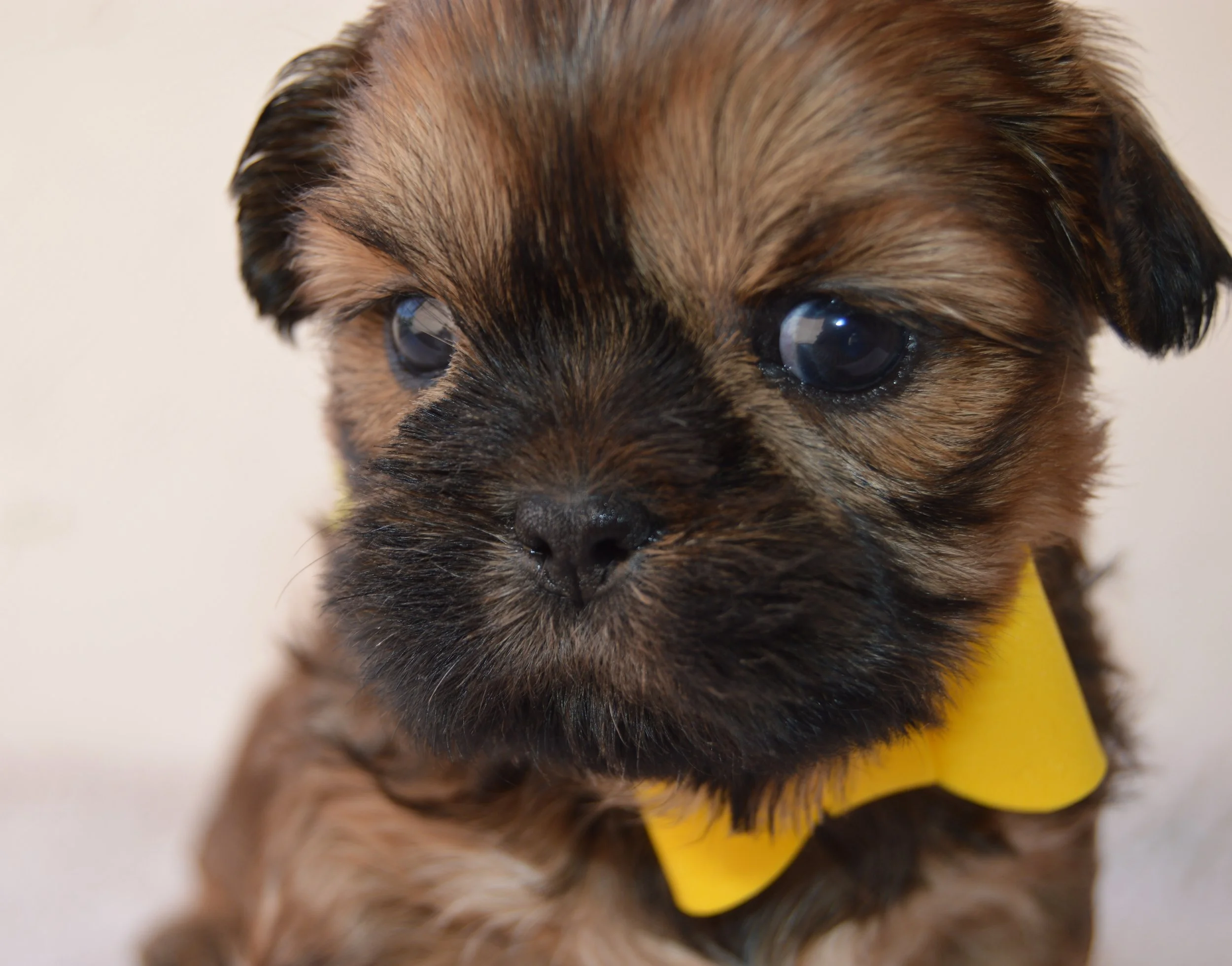 Close-up photo of a small puppy with brown and black fur, wearing a yellow collar.