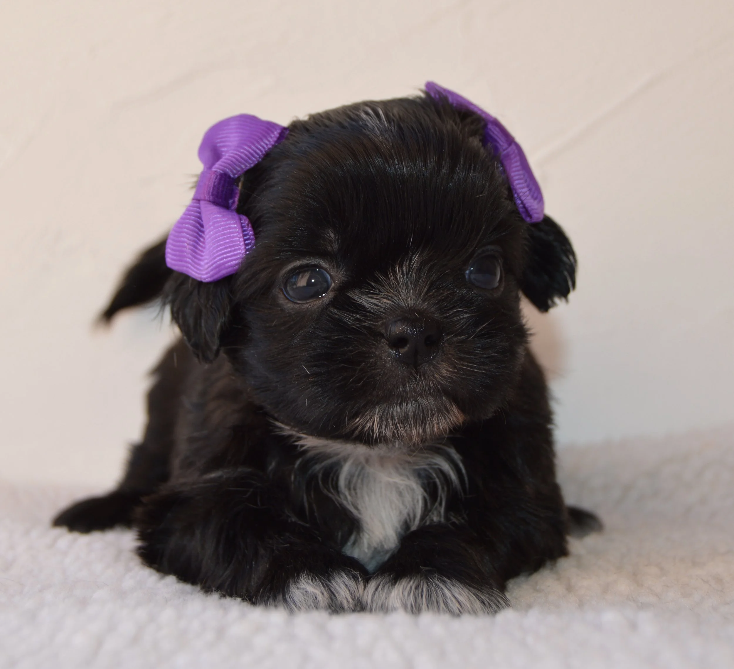 Close-up of a cute black puppy with white markings on its face, wearing purple ribbons on its head, sitting on a light-colored surface.