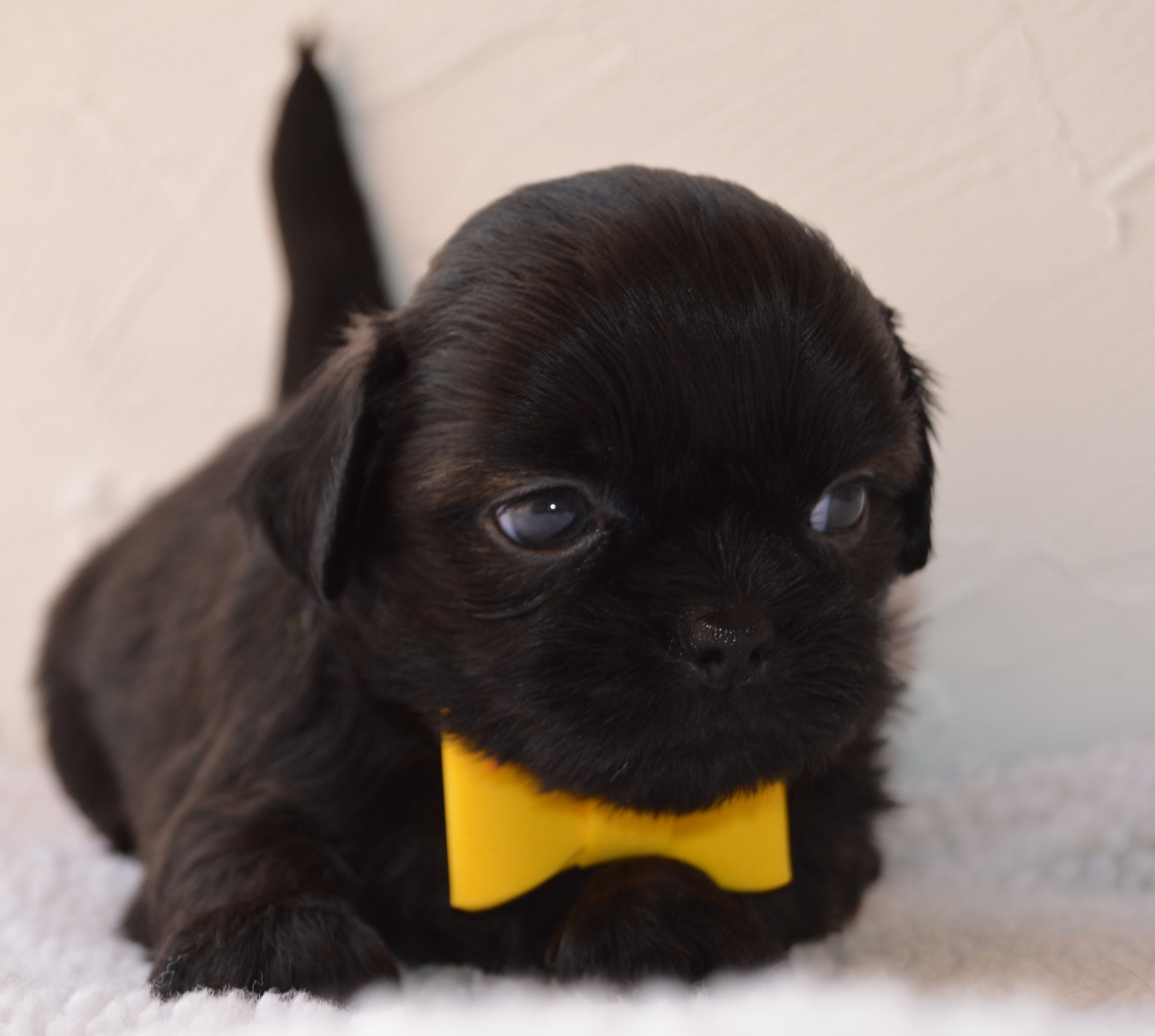 Close-up of a black puppy with a yellow collar, lying on a white surface.