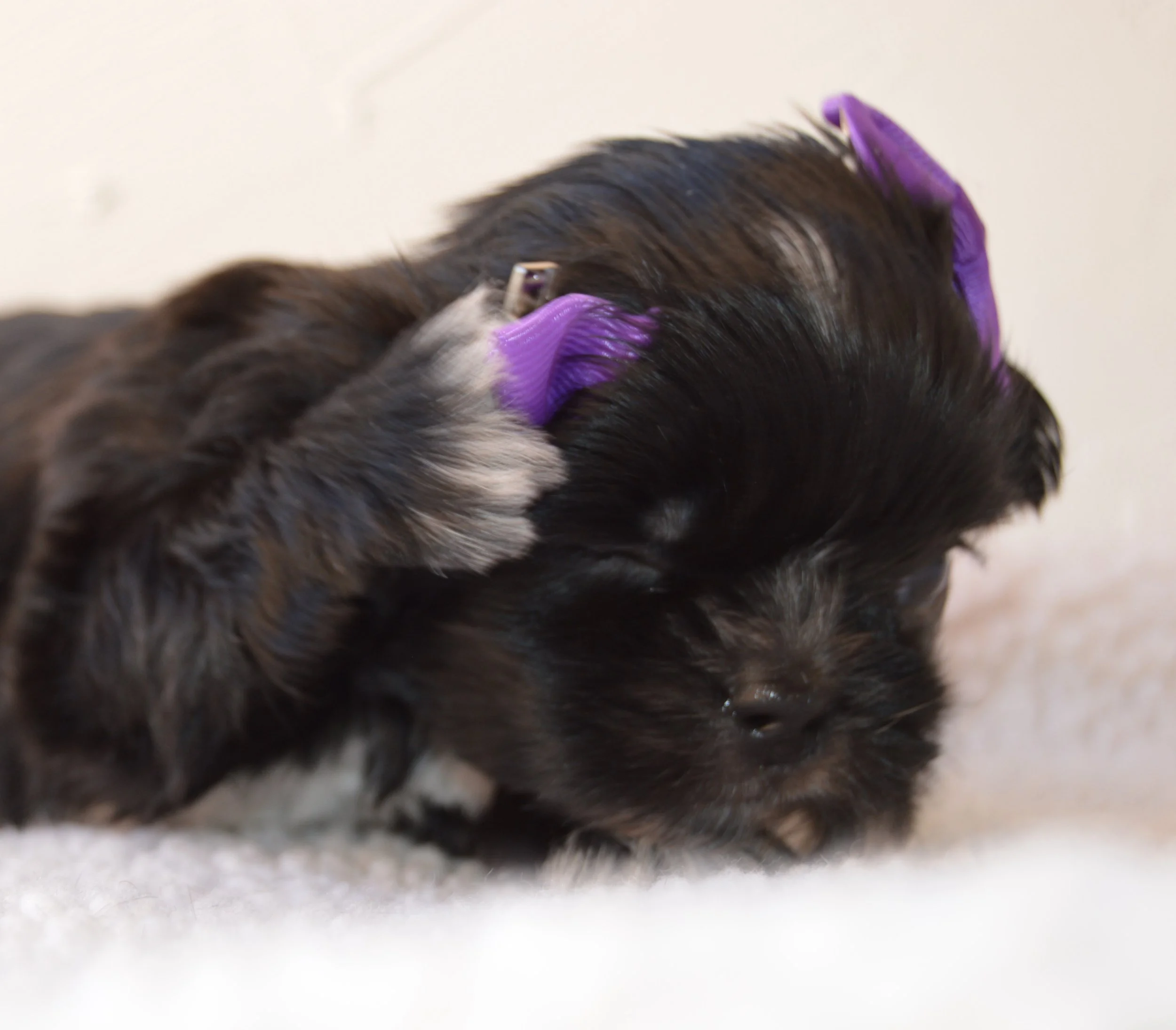 Close-up of a person's head with dark brown hair, secured with purple hair rollers, lying on a white surface.