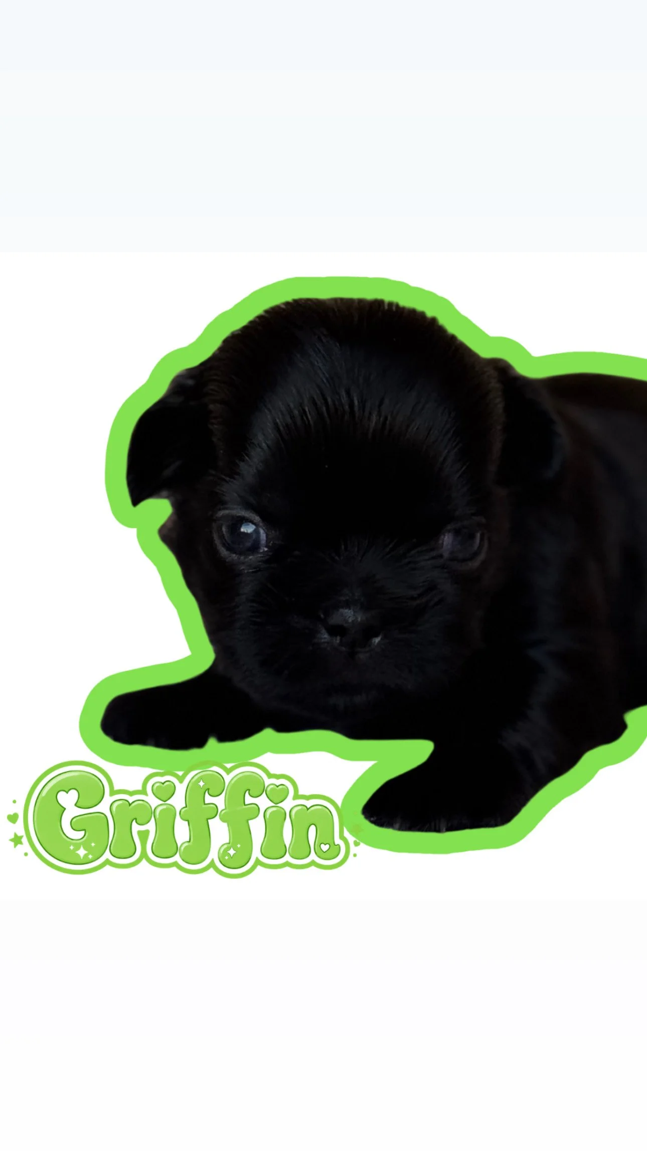 A black puppy with blue eyes, outlined with a bright green border, and the word 'Griffin' written in green with decorative hearts and stars below the puppy.