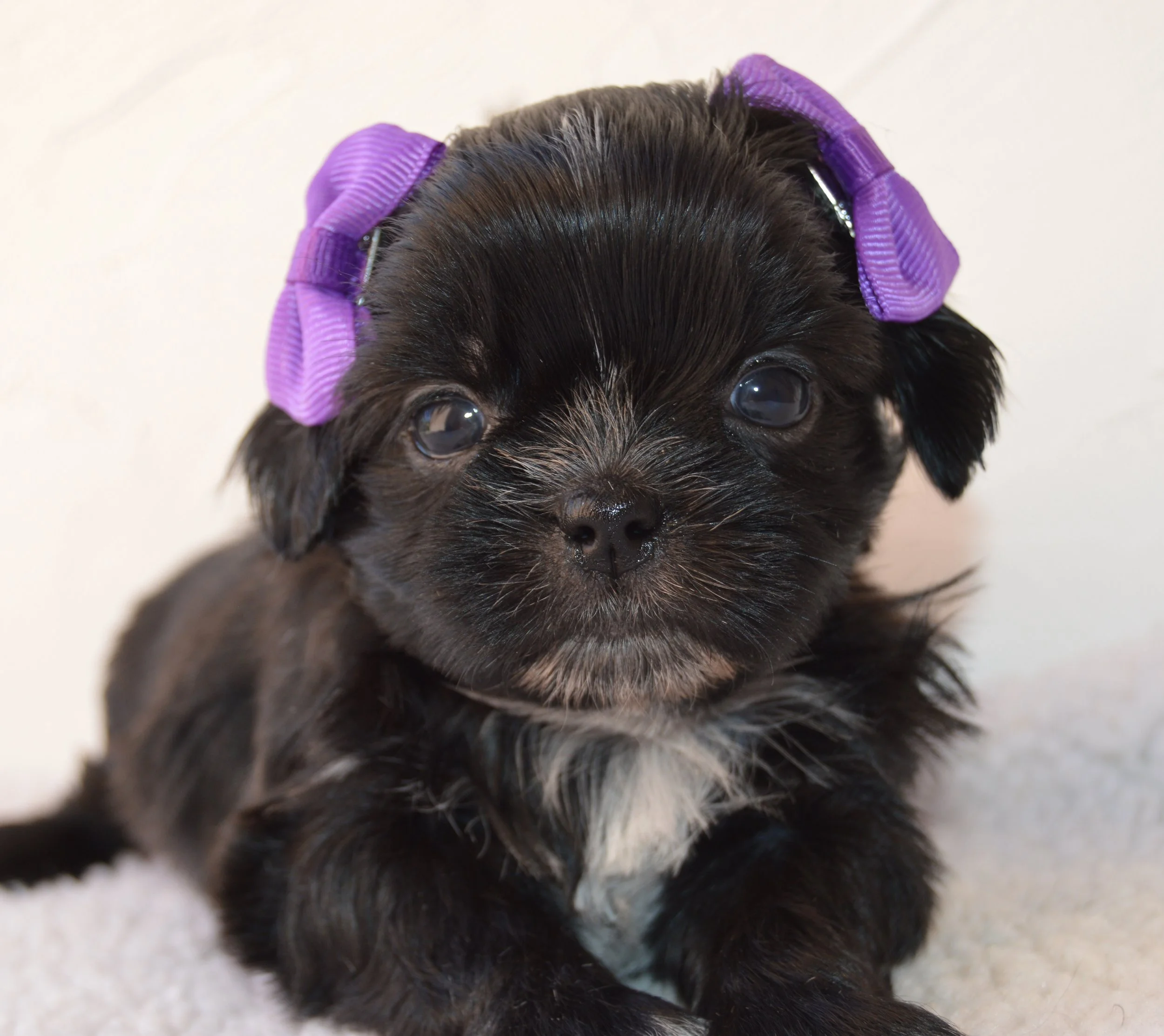 Close-up of a black puppy with purple grooming bows on its ears, lying on a white surface.