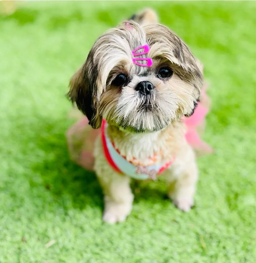 Small dog with long fur and pink hair clips sitting on green grass, wearing a pink harness