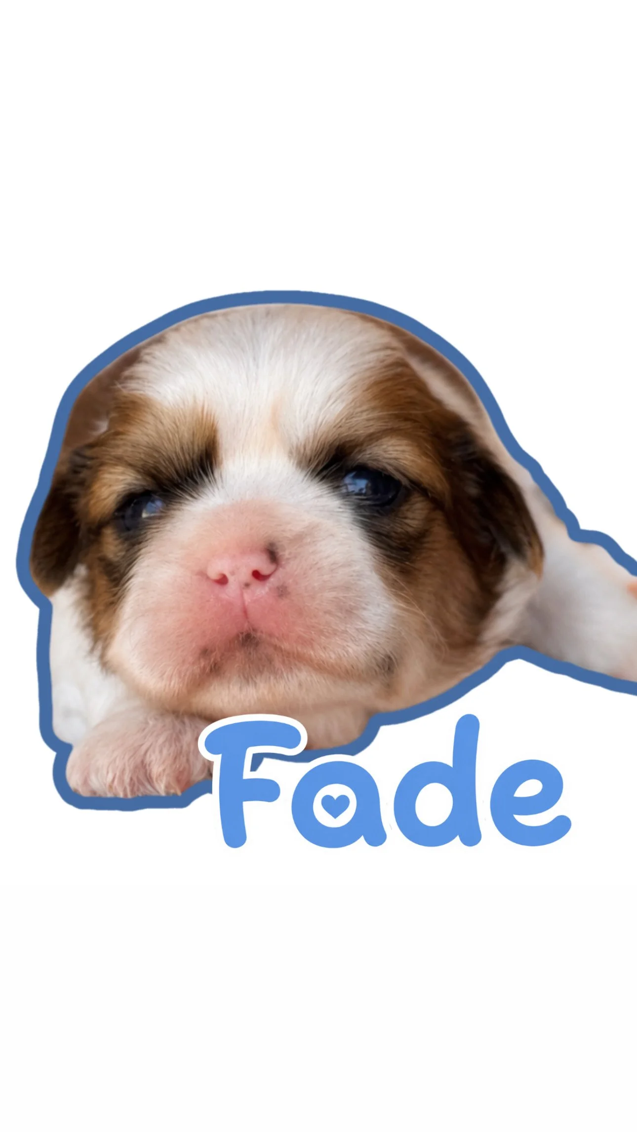 A cute puppy with a white and brown fur pattern, pink nose, and partially closed eyes, lying on a white background with the words 'Fade' written below in light blue with a heart shape inside the letter 'a'.
