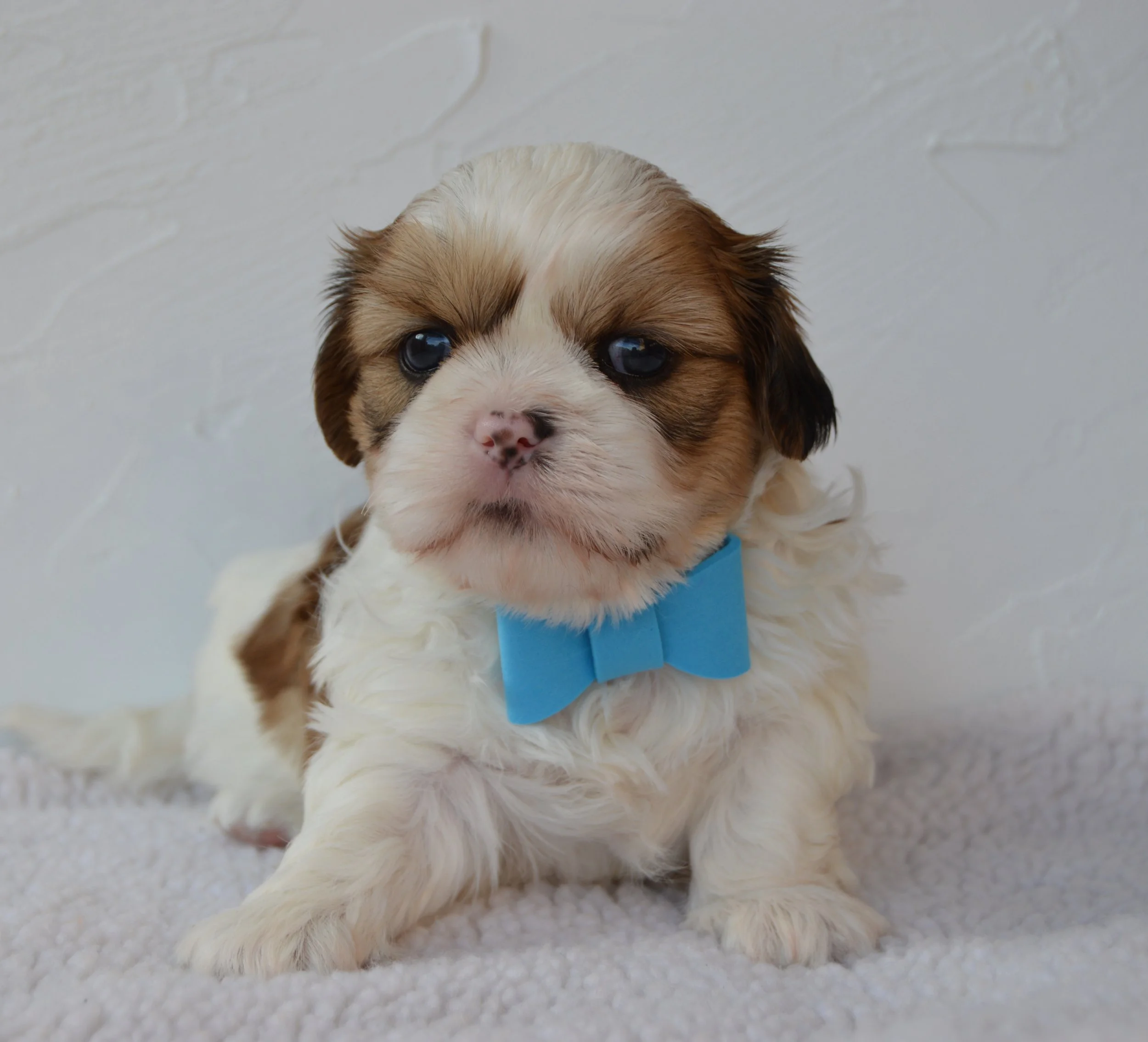 Close-up of a adorable puppy with brown and white fur, lying on a light-colored fluffy surface, looking slightly upward with big, expressive eyes, with a soft white wall in the background.