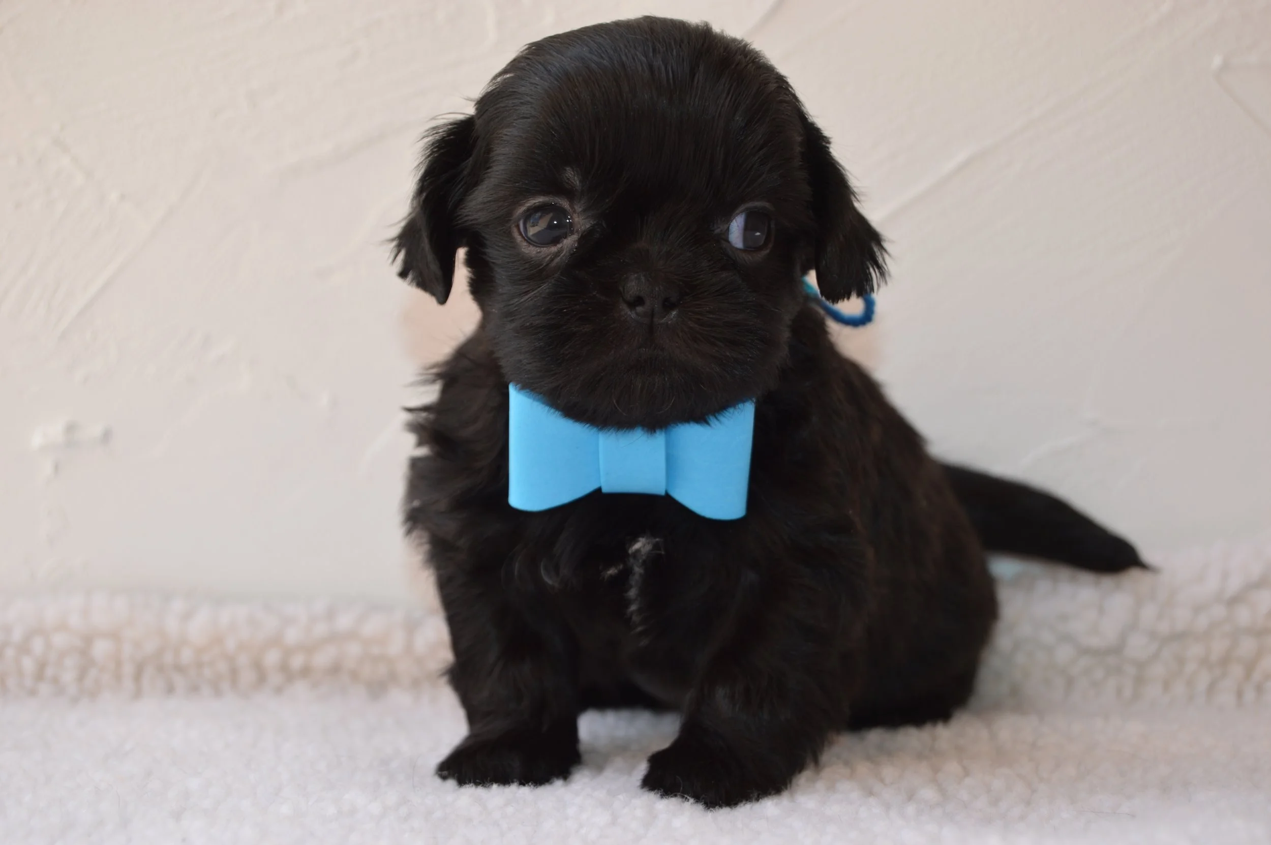A black puppy with big eyes and a blue bow tie sitting on a white surface against a white brick wall.