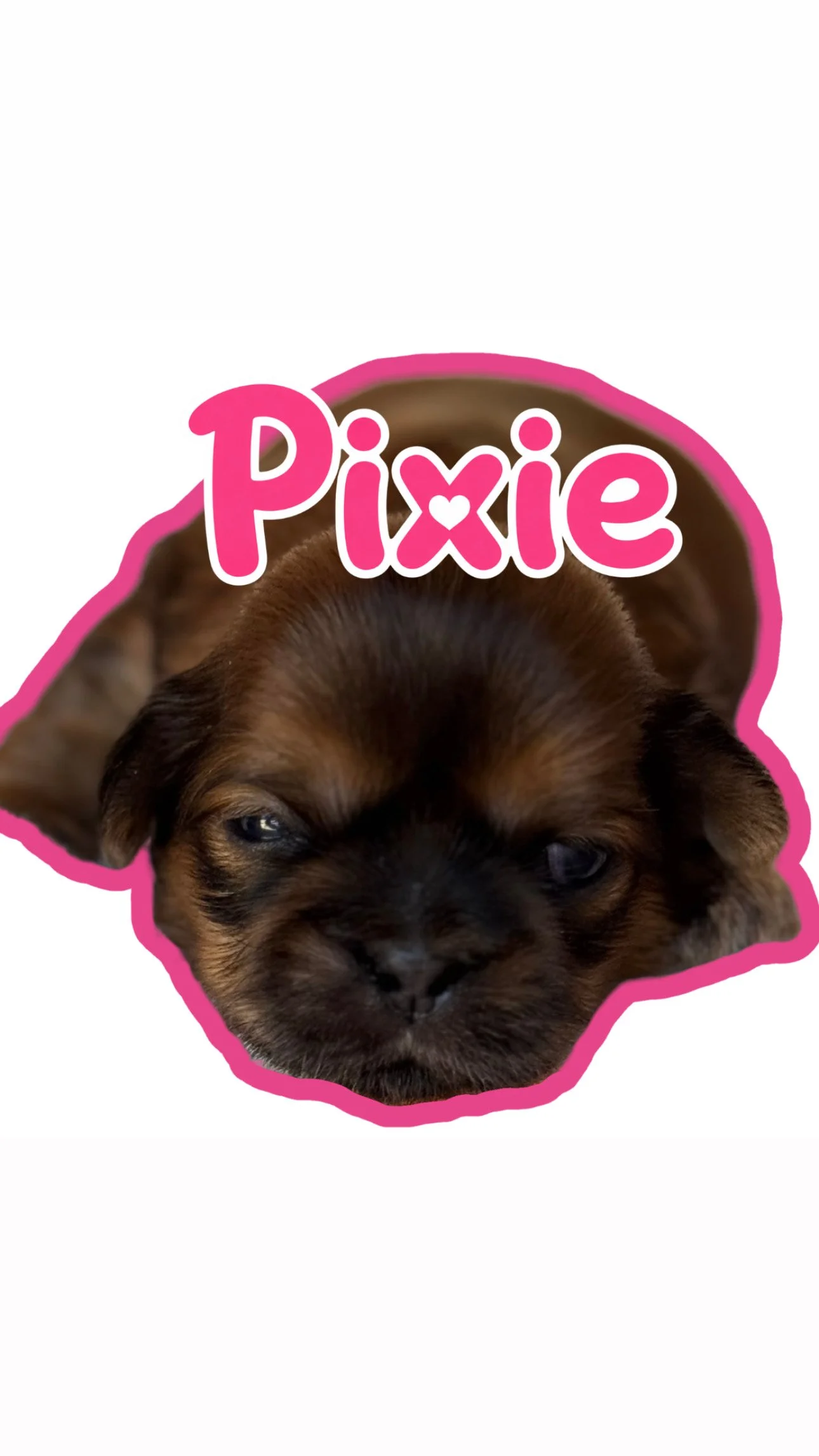 A cute puppy with brown and black fur, lying down with a pink outline, and the word 'Pixie' written above its head in pink and white letters with a small heart in the middle.