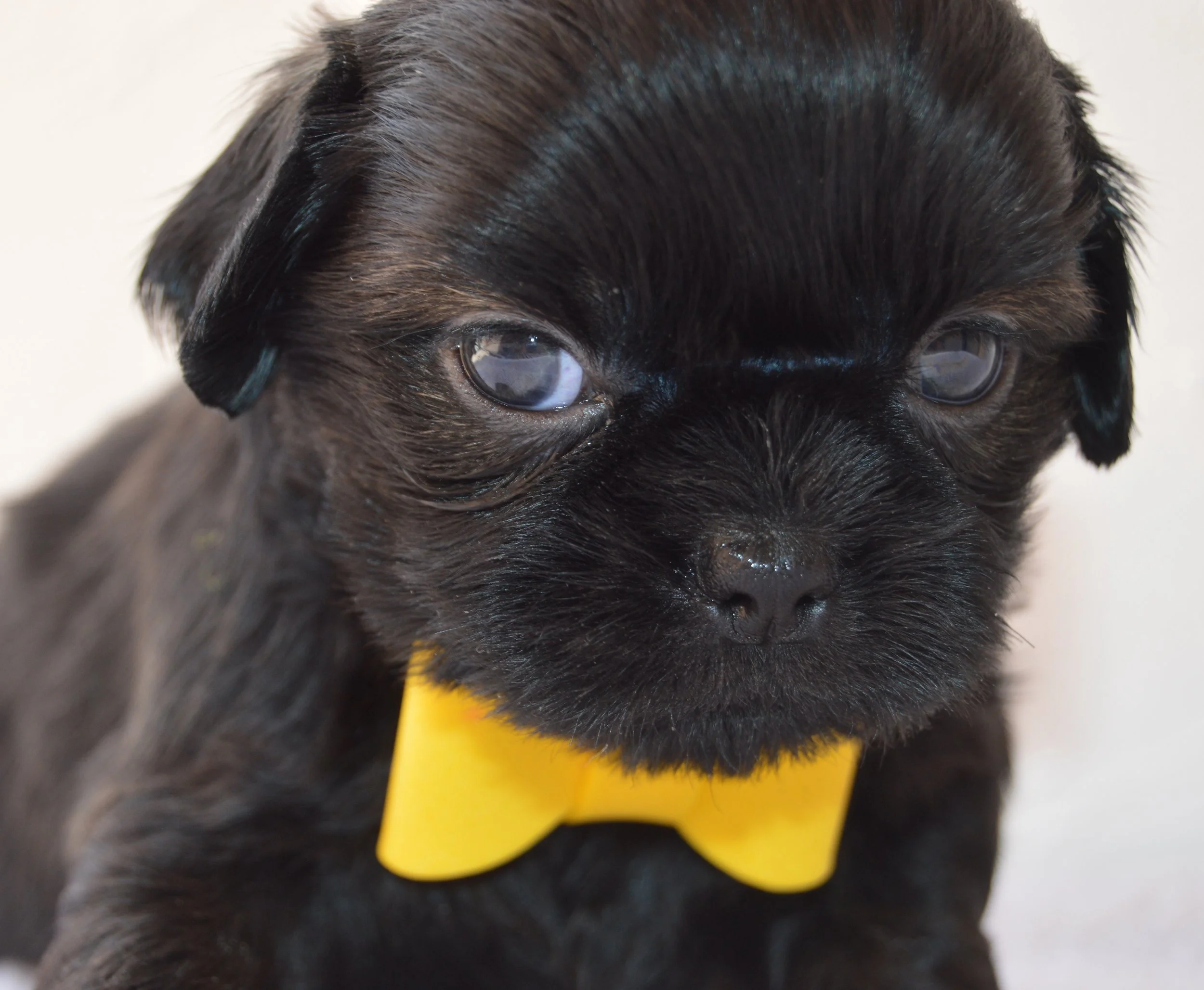 Close-up of a black puppy with blue eyes, wearing a yellow collar.