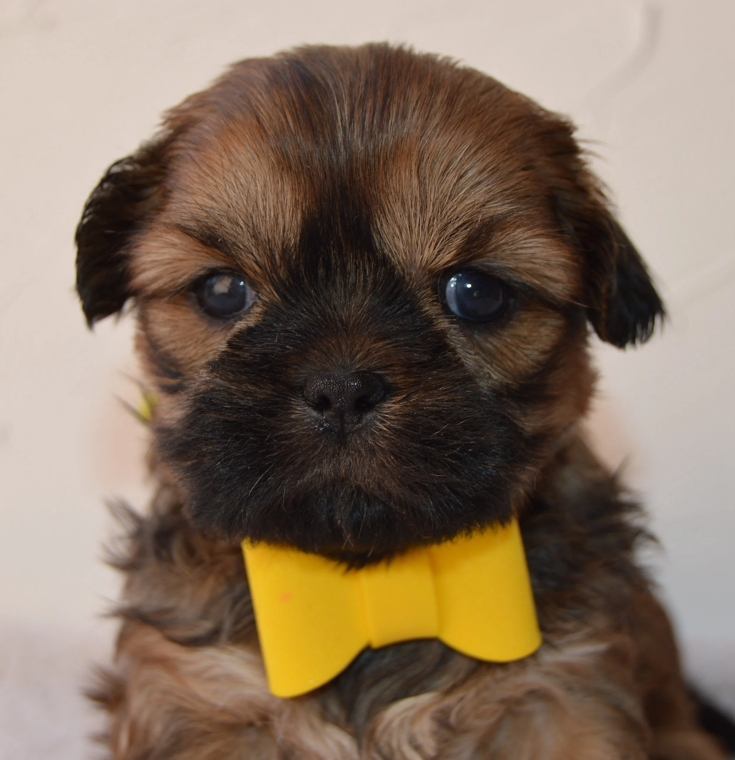 Close-up of a puppy with brown and black fur, wearing a yellow collar.