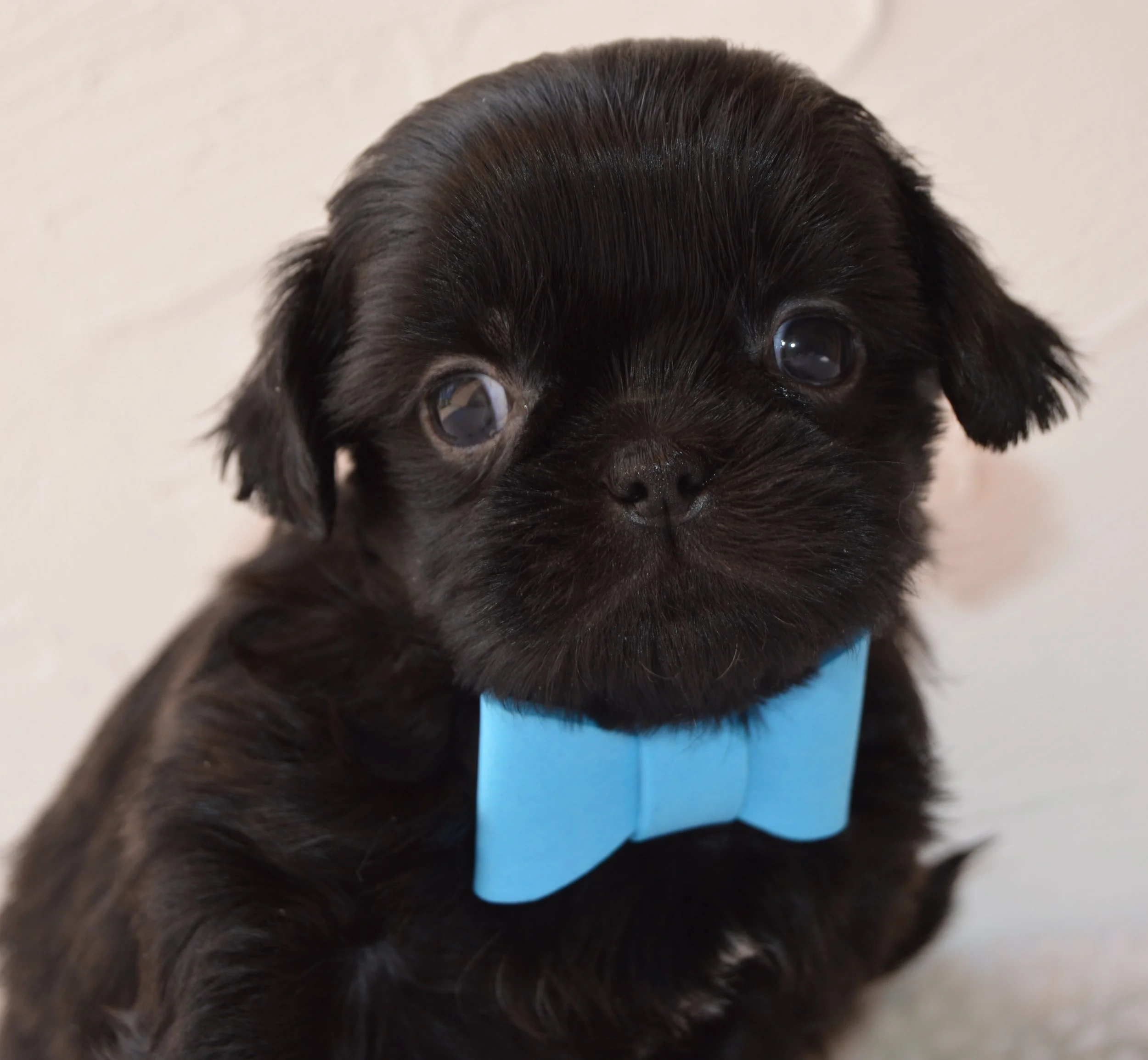 Close-up of a black puppy with shiny fur, large eyes, and a blue collar.