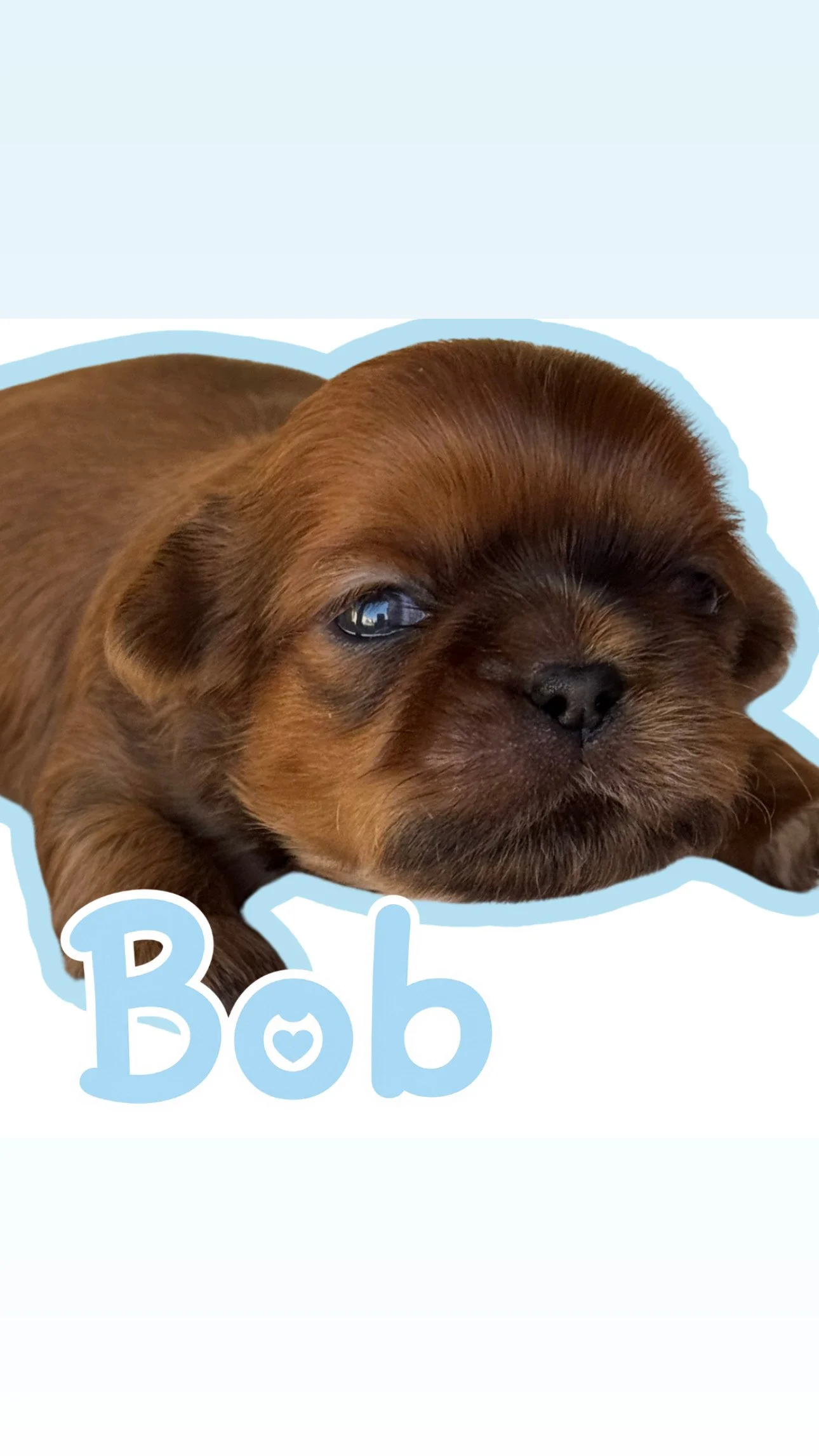 A cute brown puppy with a small black nose lying on a white surface, with the word "Bab" in light blue letters below it.