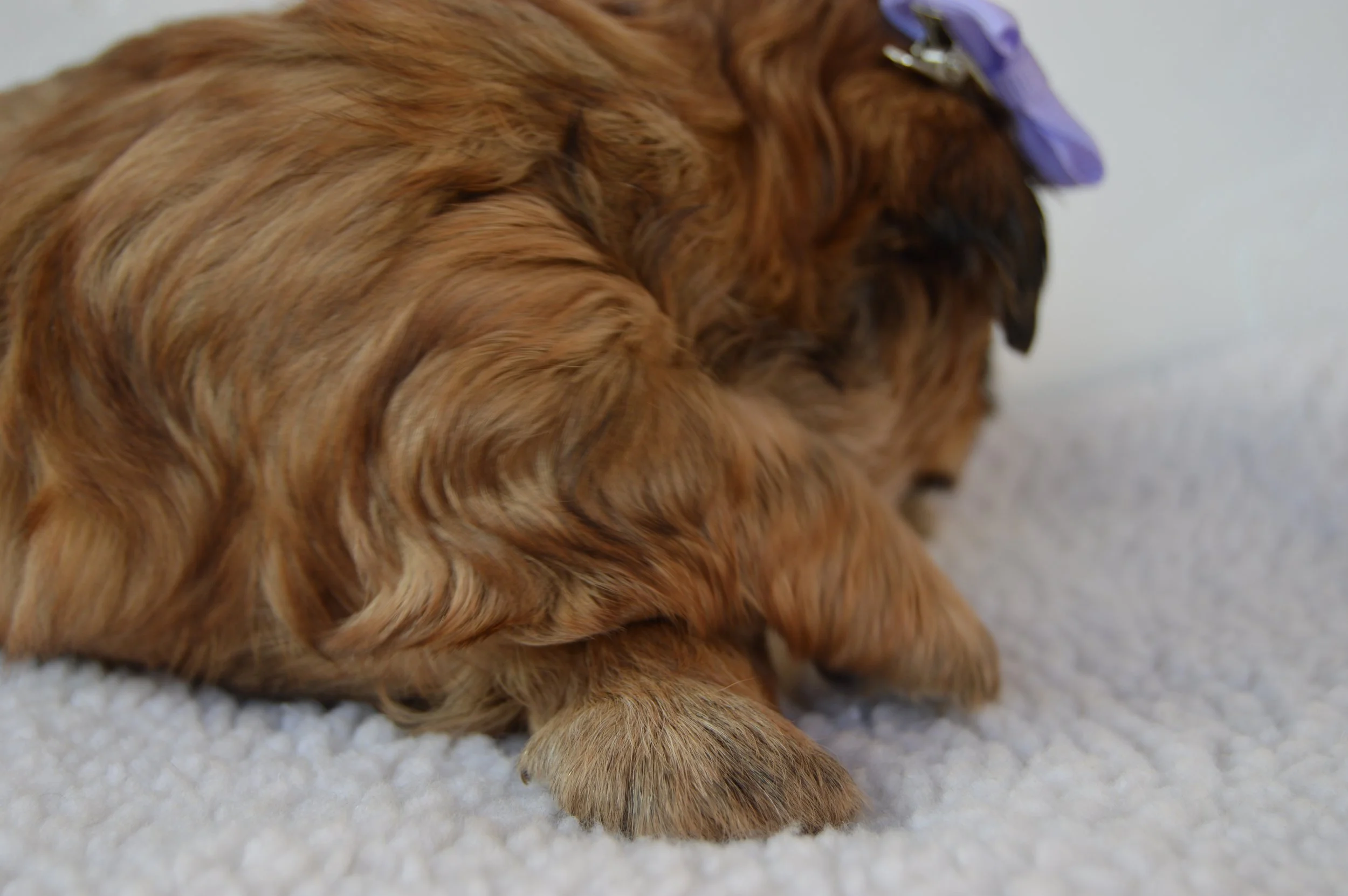 Close-up image of a brown puppy with wavy fur lying on a white textured surface.