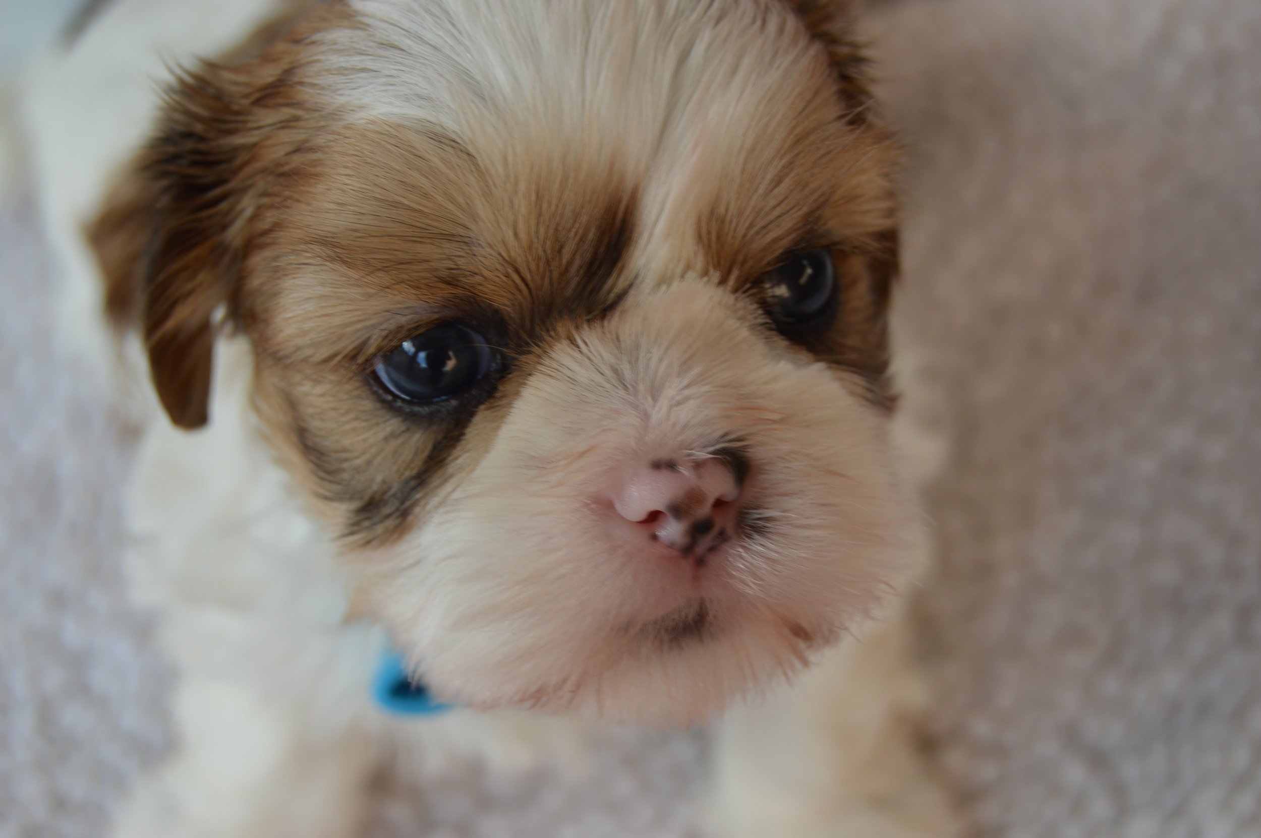 Close-up of a small puppy with brown and white fur and big dark eyes, lying on a soft surface.