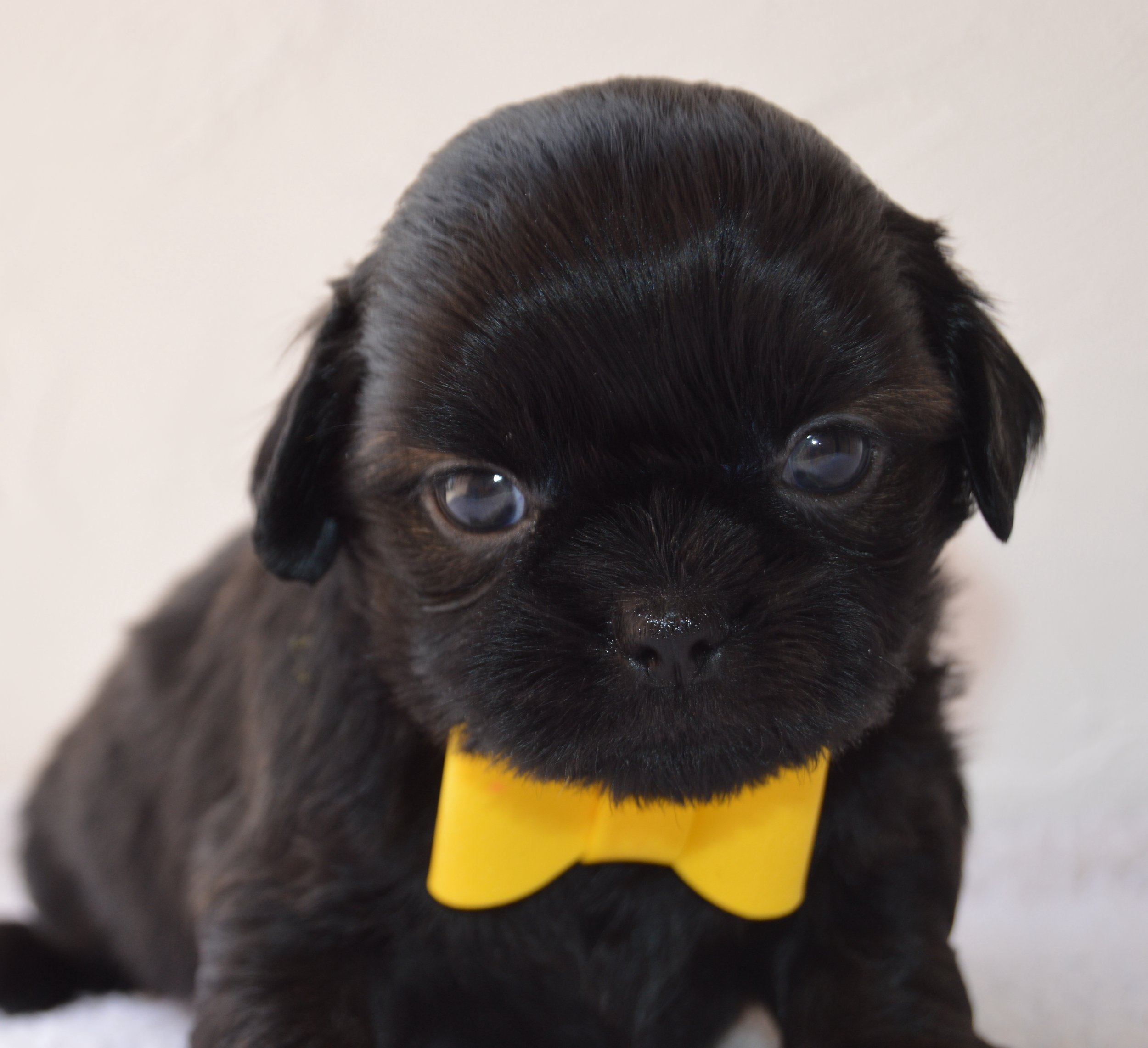 Close-up of a black puppy with shiny fur, dark eyes, and a yellow collar.