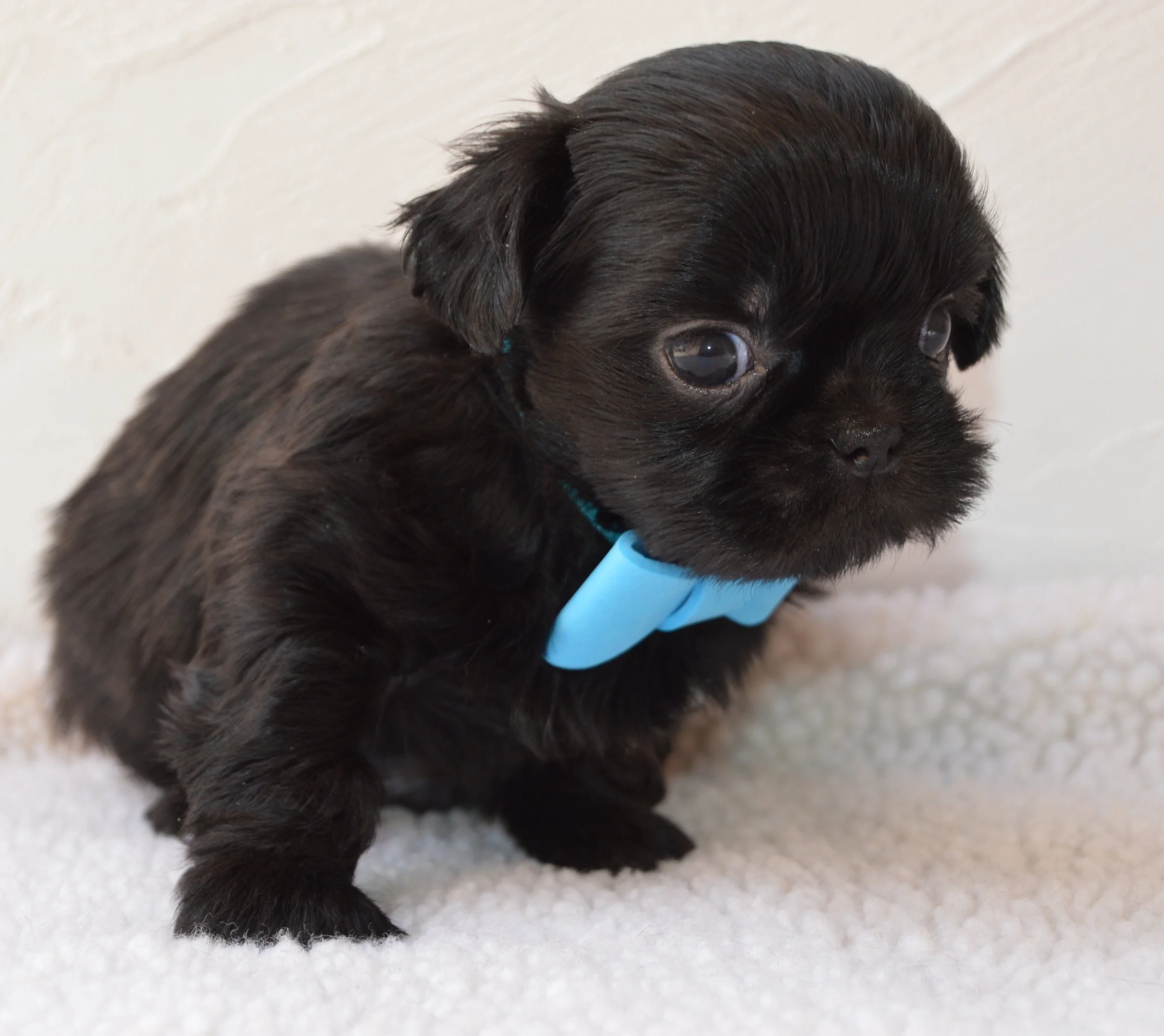 Close-up of a small black puppy with bright eyes, wearing a blue collar, lying on a light-colored surface.