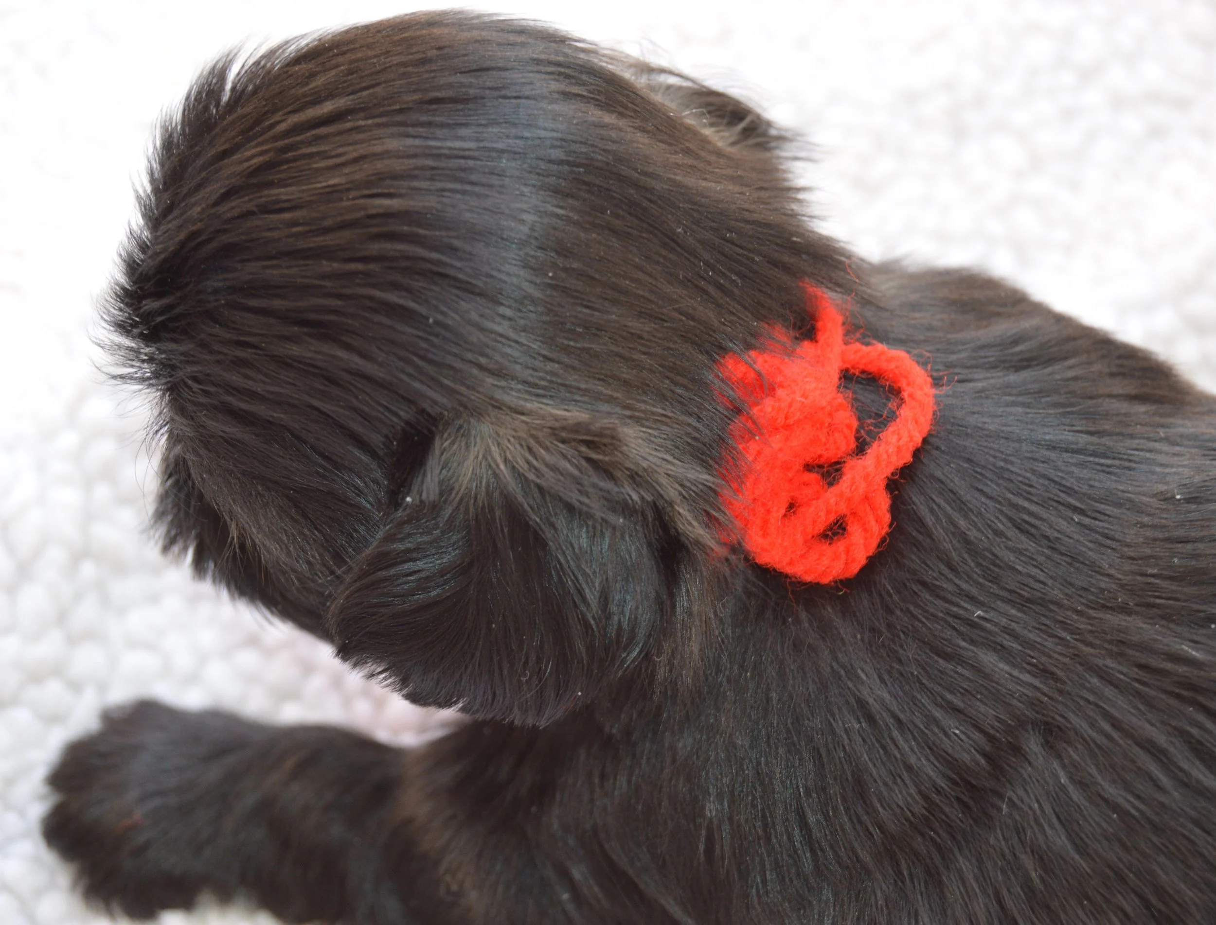 Close-up of a dark-haired puppy with a red bow on its head, lying on a white textured surface.
