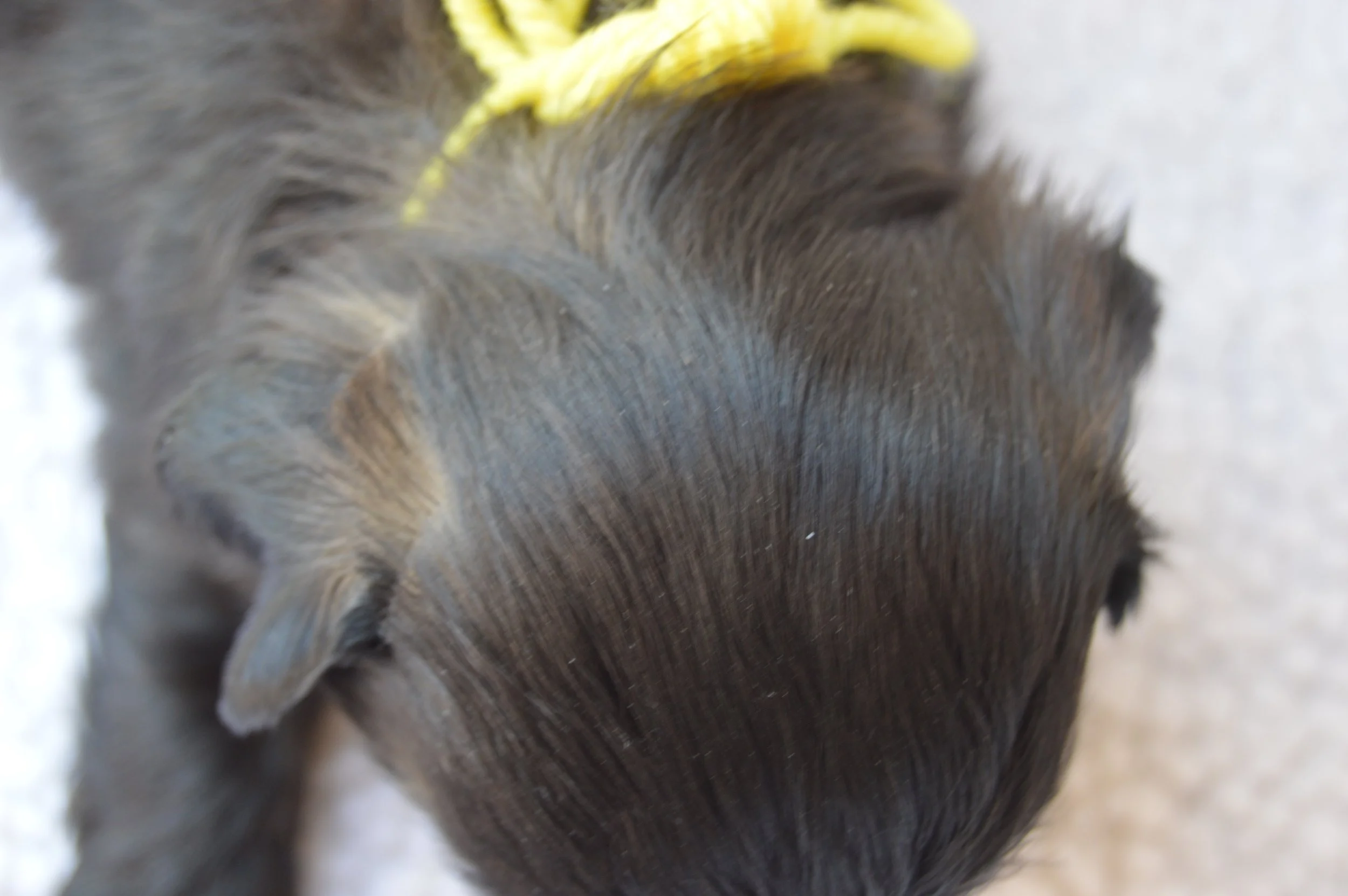Close-up of an animal's fur and a patch of yellow skin or feathers.