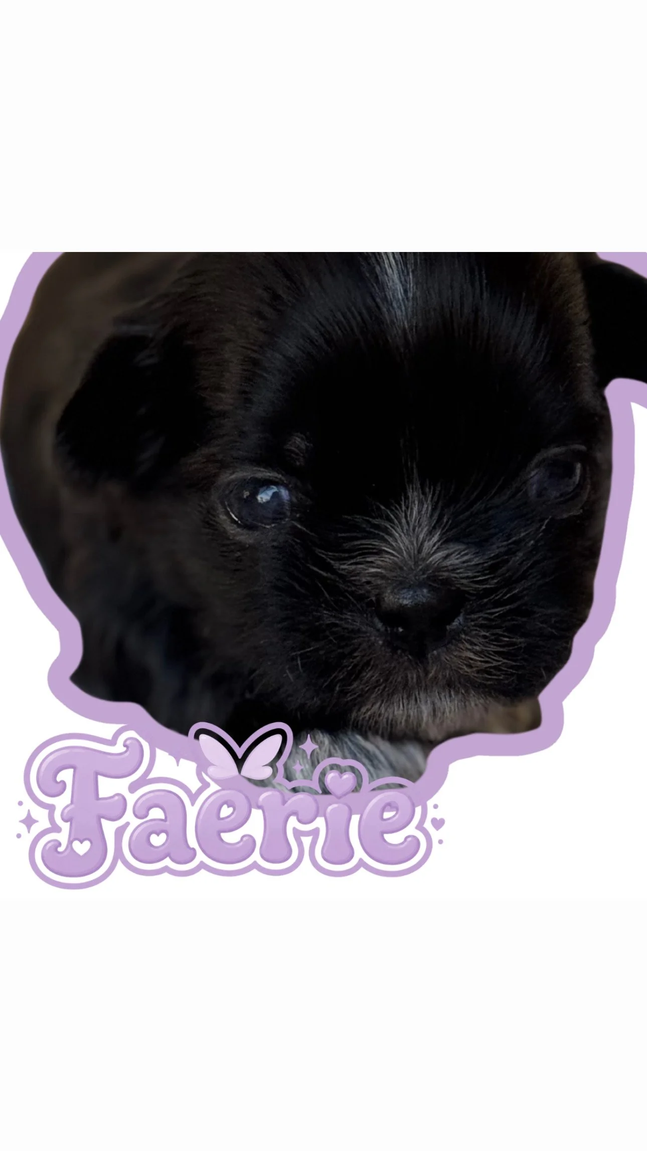 Close-up of a black puppy with some white markings and text reading "Faeire" in purple with hearts, stars, and a butterfly around the word.