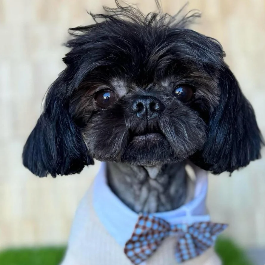 A small black dog with a slightly scruffy face, wearing a light blue shirt and a brown checkered bow tie.