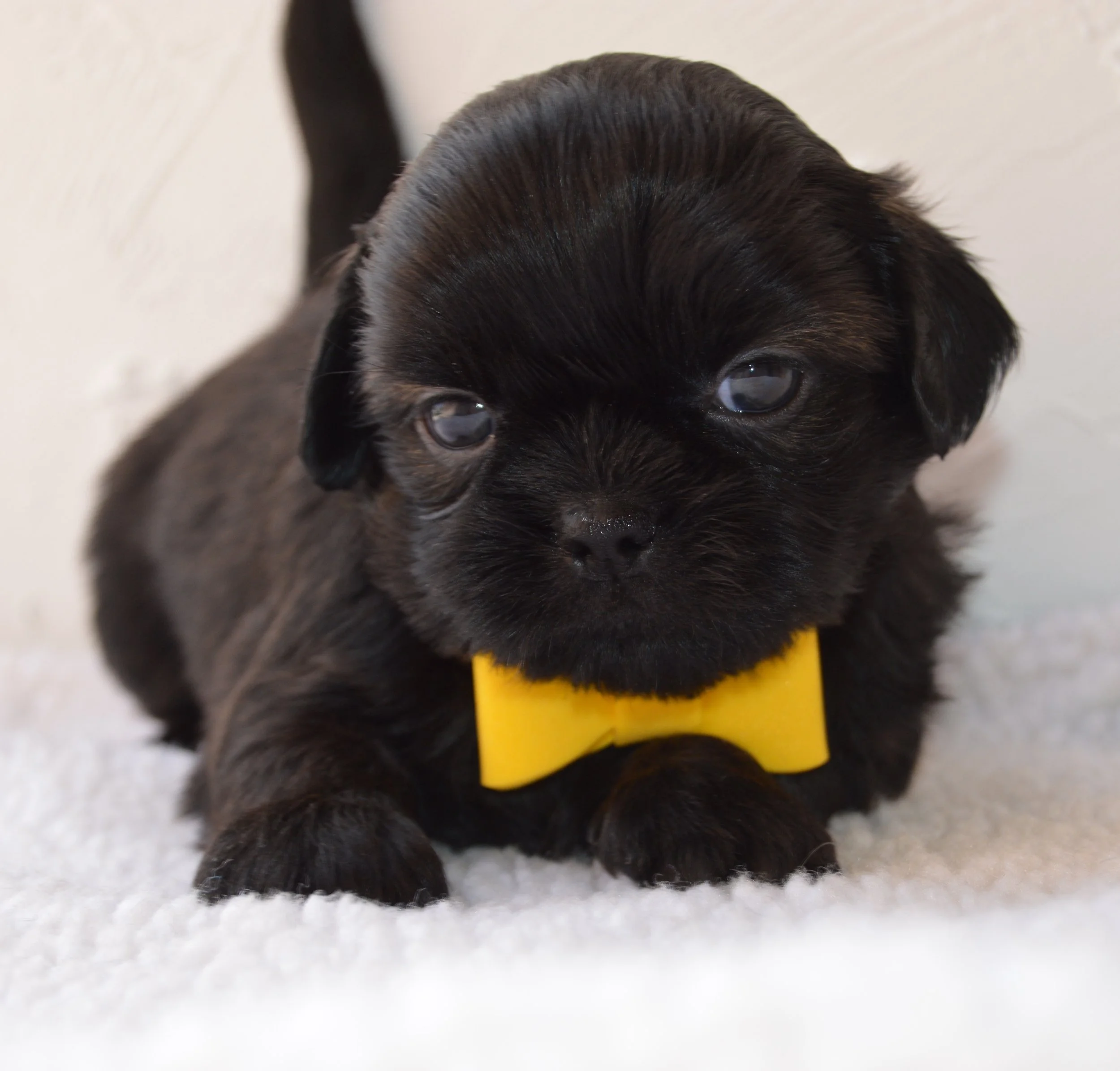 Close-up of a black puppy with a yellow collar lying on white fluffy surface.