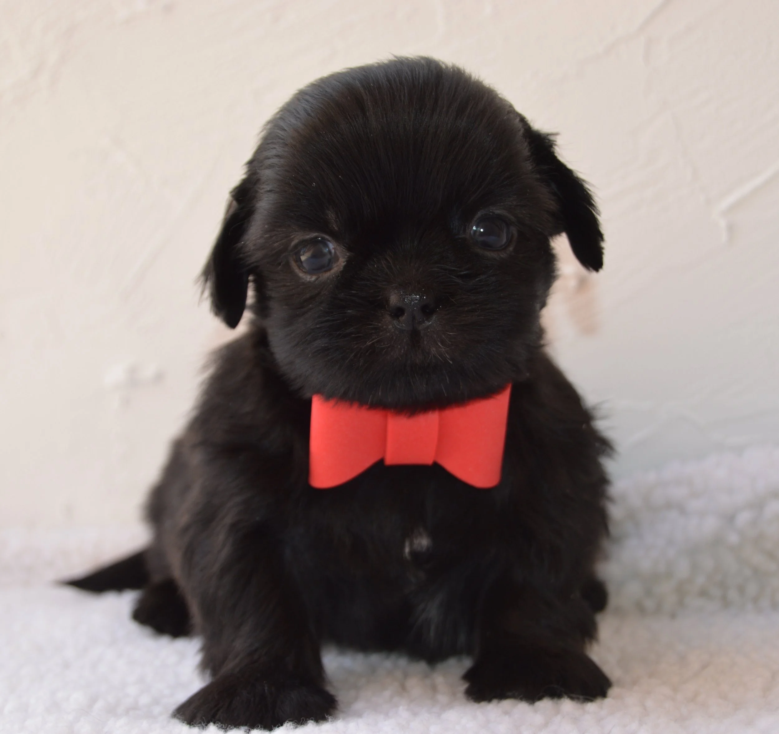 Close-up of a black puppy with big eyes and a red collar, standing on a white textured surface.