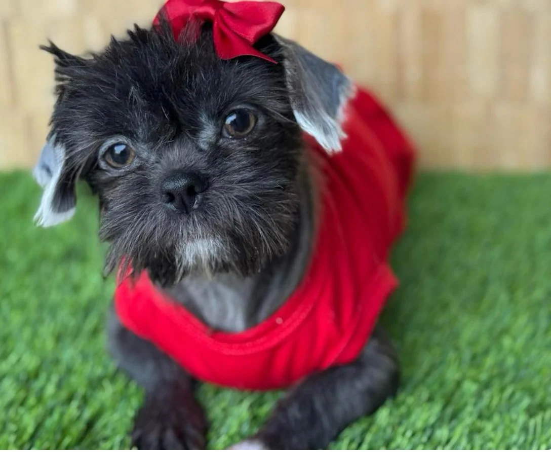 A small black puppy with white markings, wearing a red dress and bow, sitting on green grass with a wooden fence background.