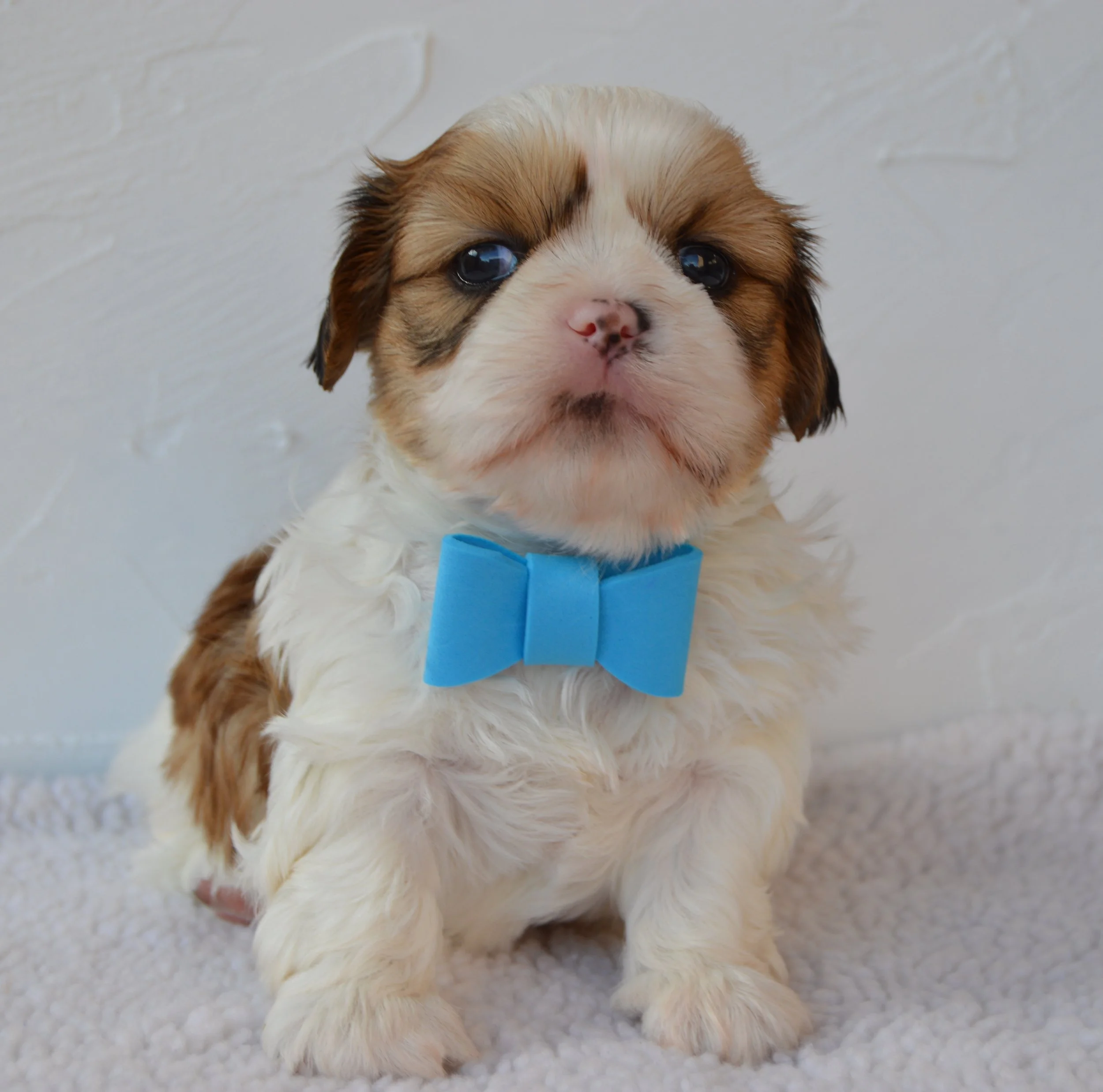 A small puppy with white and brown fur and big blue eyes, wearing a blue collar, sitting on a white textured surface.