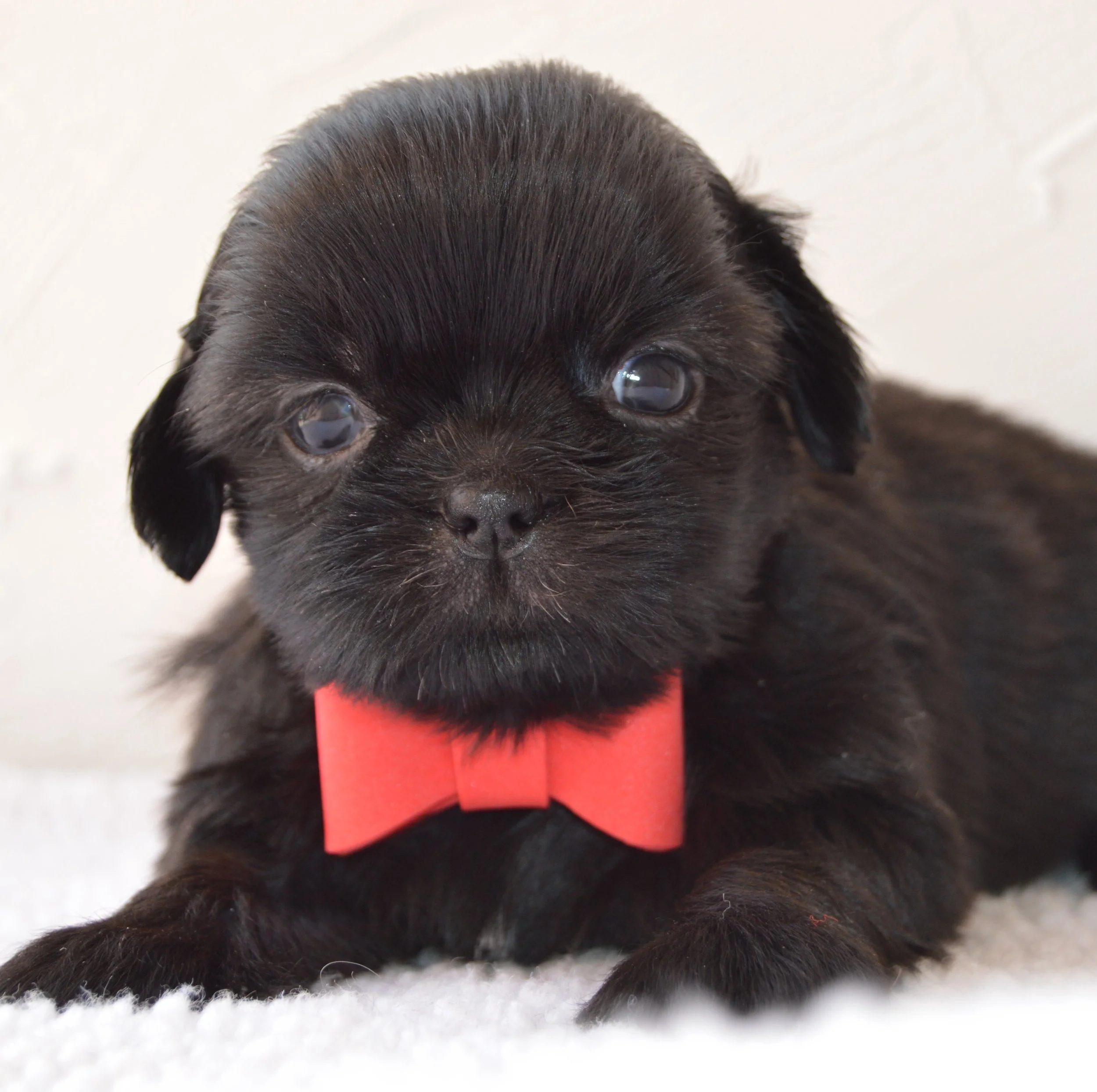 Close-up of a black puppy with a red collar, lying down on a white surface, with part of its face and eyes visible.