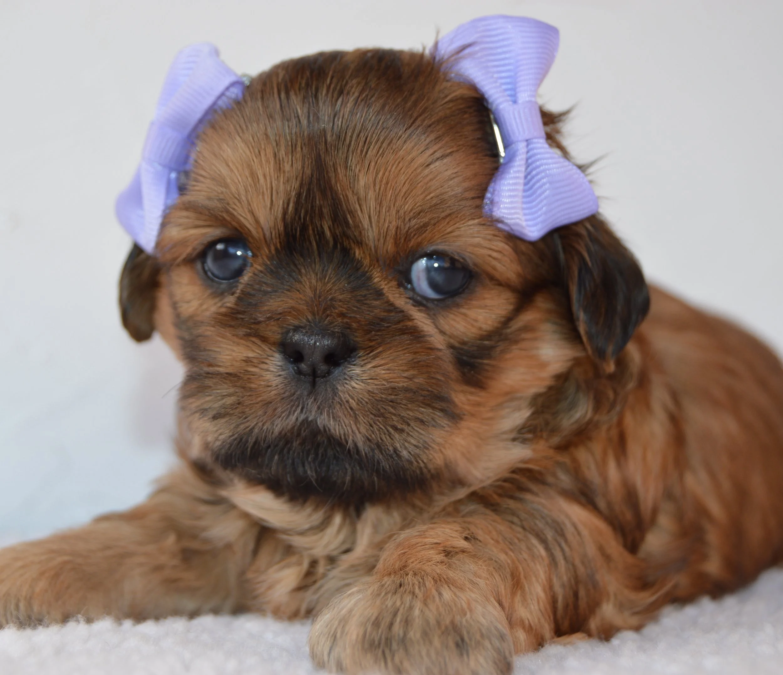 Close-up of a small, brown puppy with large eyes wearing purple hair rollers on its head.